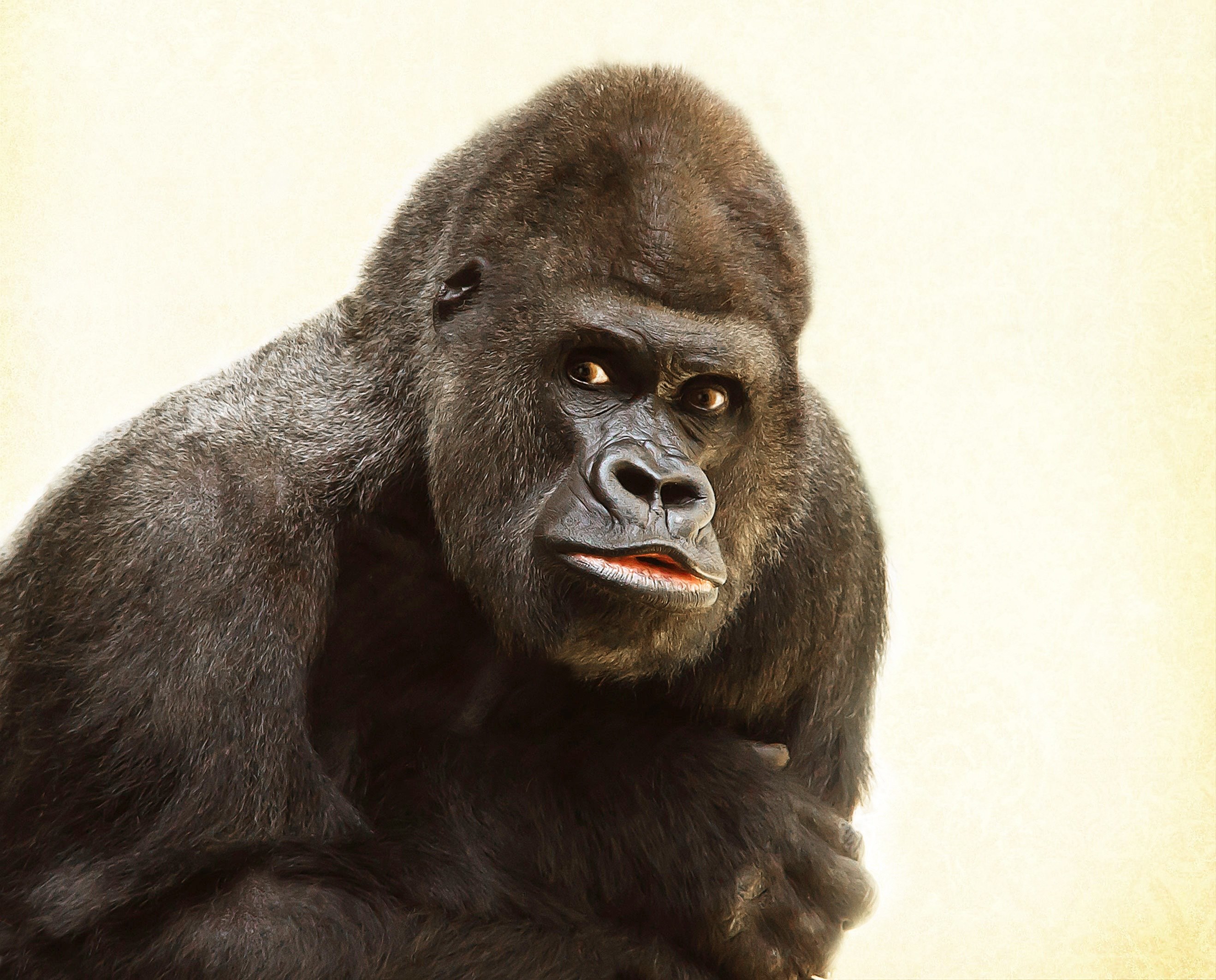 gorilla silverback animal silvery grey imposing 4k, HD Wallpaper