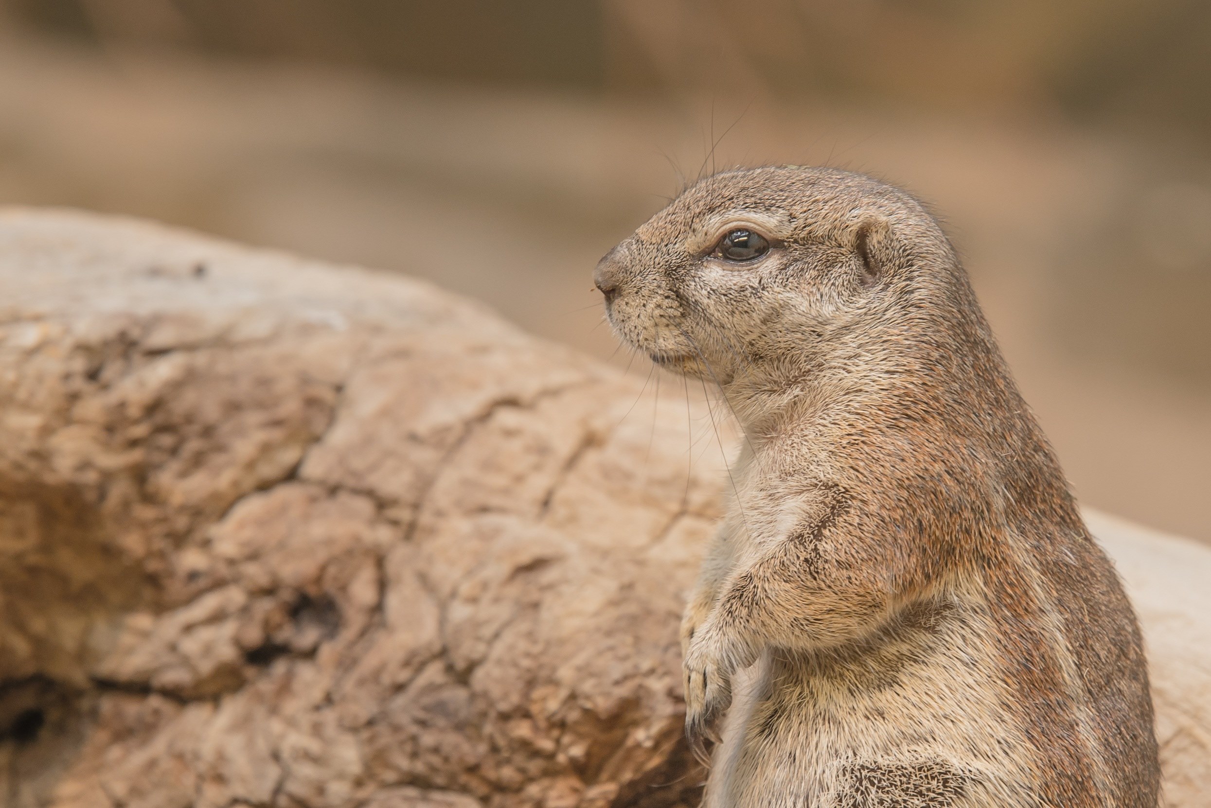 gophers rodent animal prairie dog coypu nager 4k, HD Wallpaper