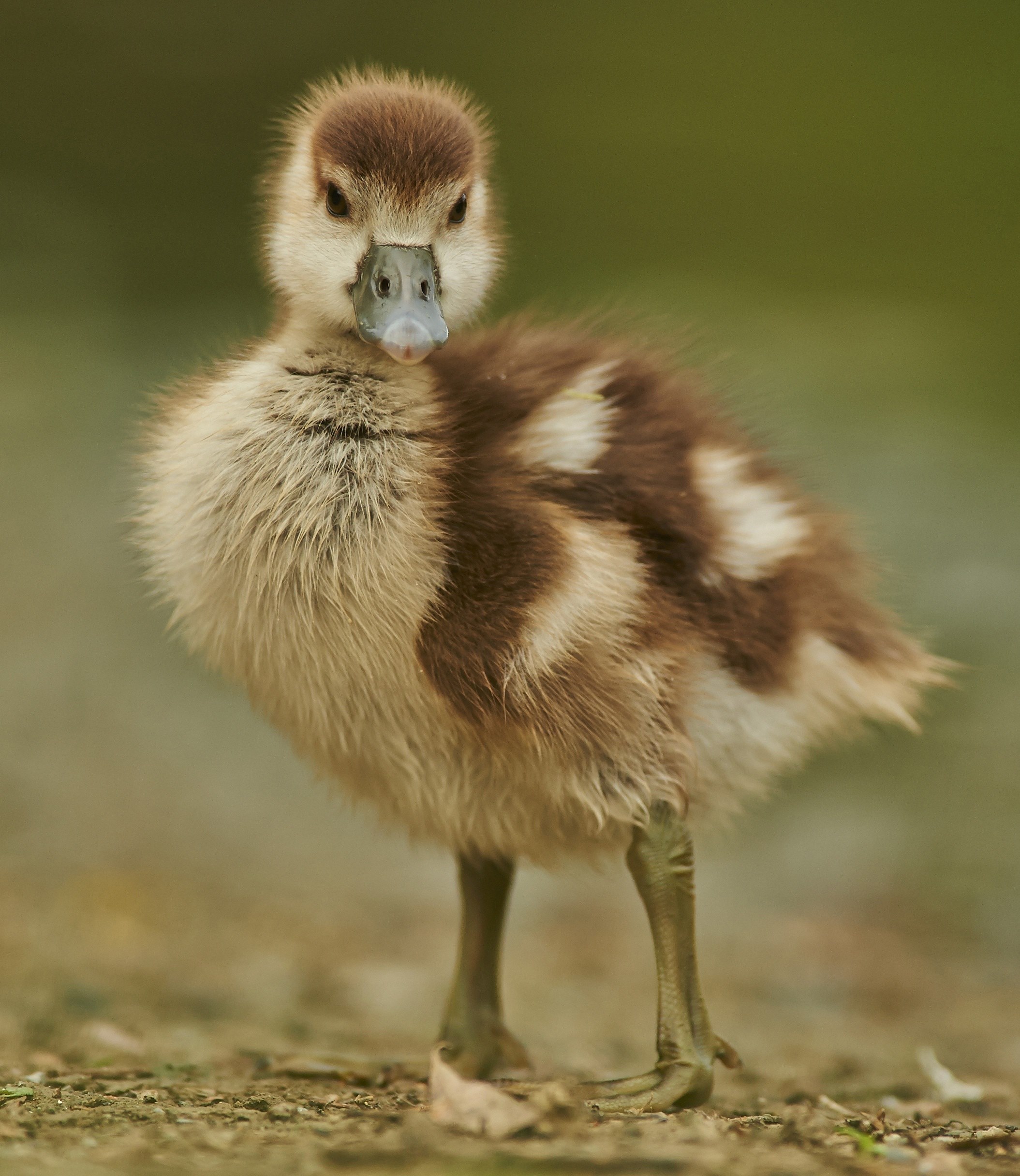 goose duck young feather gaensekuecken animal 4k, Phone HD Wallpaper