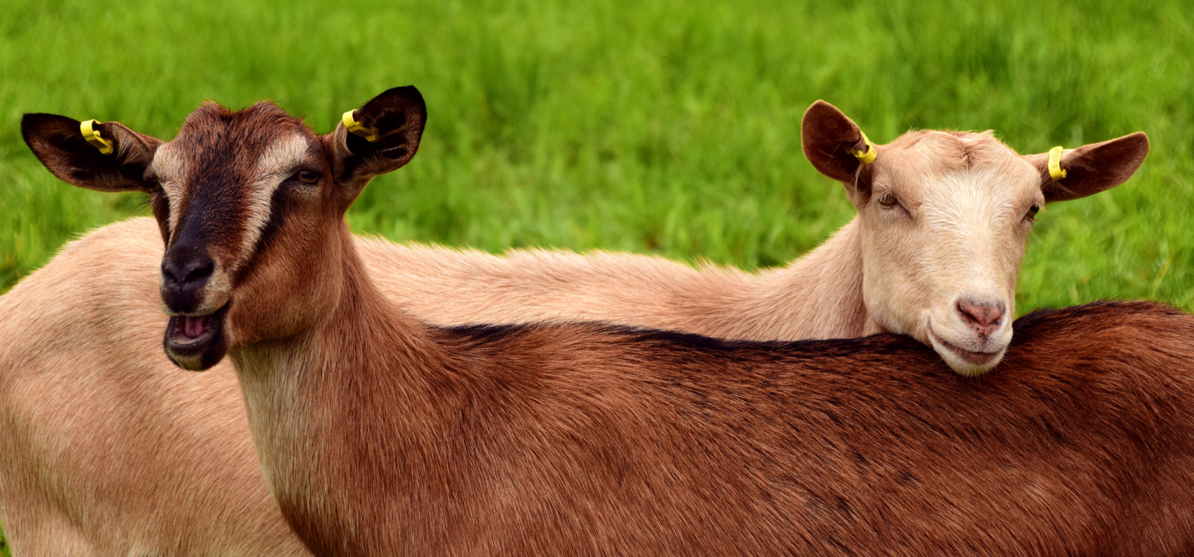 goats young pasture meadow brown white brown goat 4k, HD Wallpaper