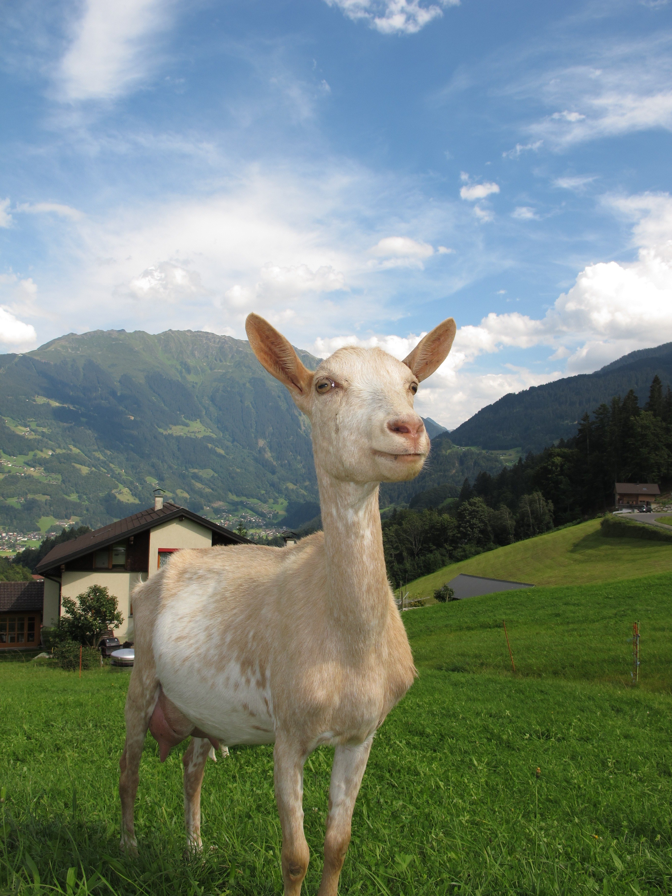 goat in austria austria goat 4k, Phone HD Wallpaper