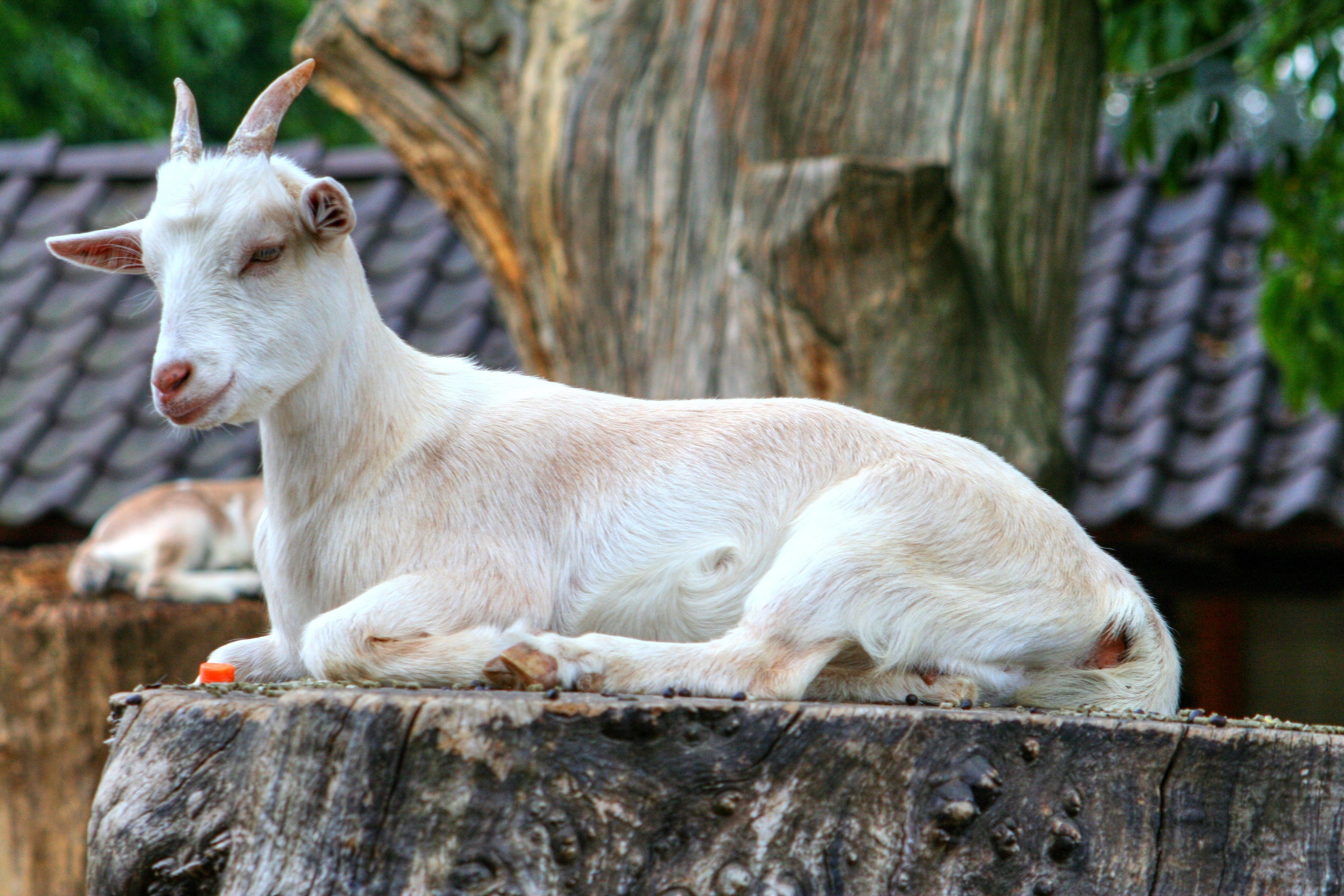 goat animal horns goats zoo wild horned white 4k, HD Wallpaper