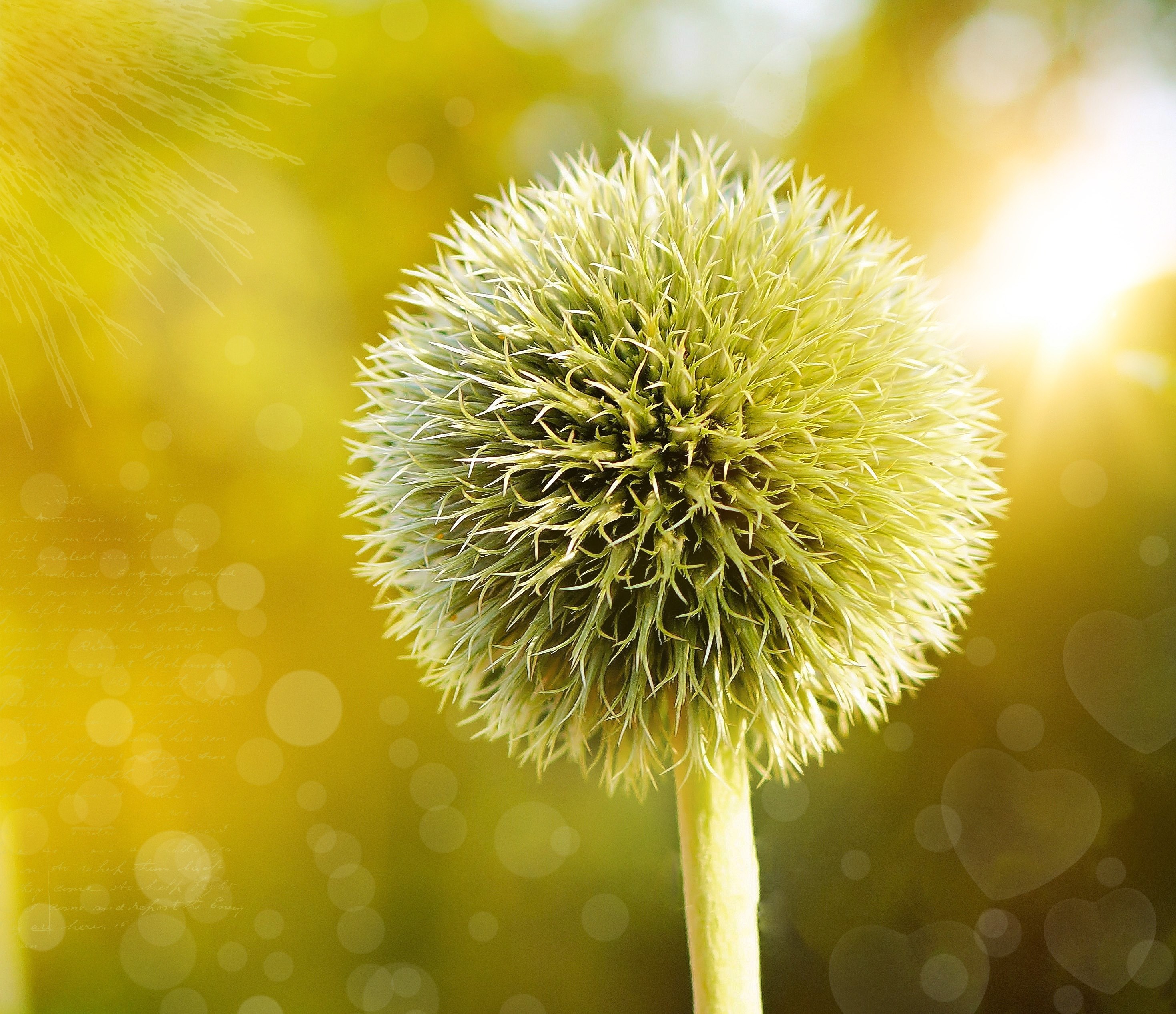 globe thistle thistle plant flower about bokeh 4k, HD Wallpaper
