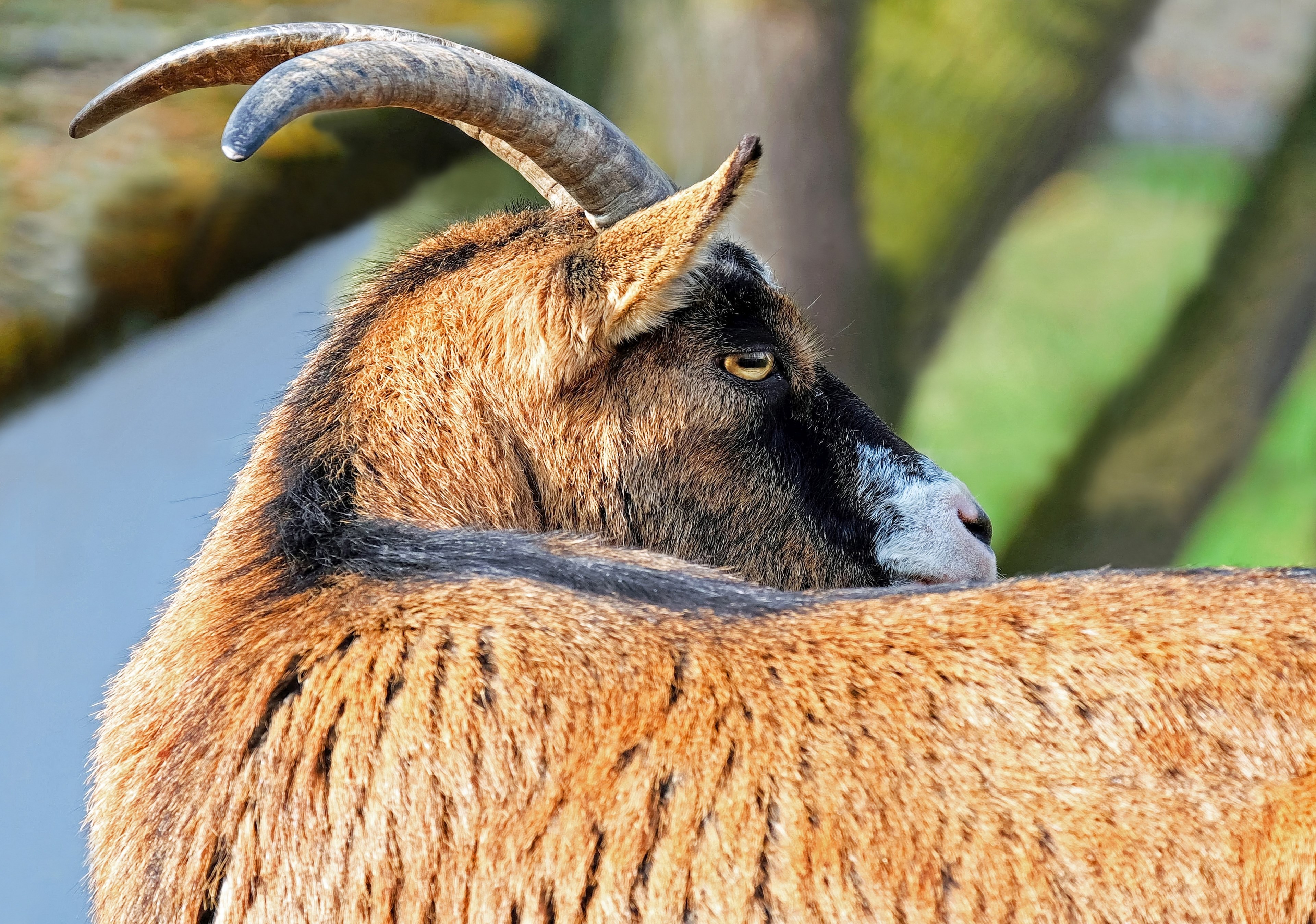 goat bock horned livestock creature farm 4k, HD Wallpaper
