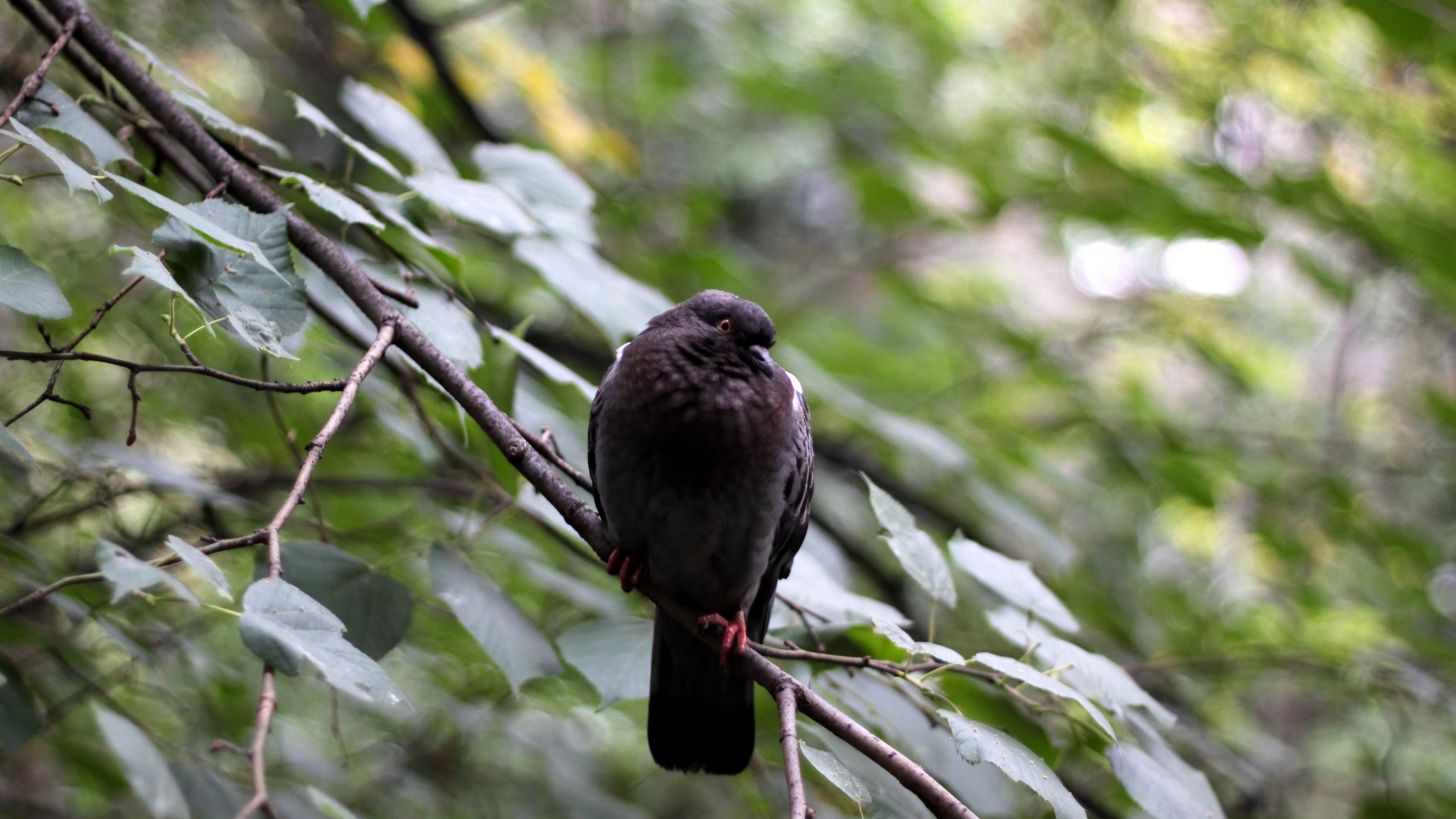 bird, dove, branches, leaves, glare, sit, 4k, HD Wallpaper