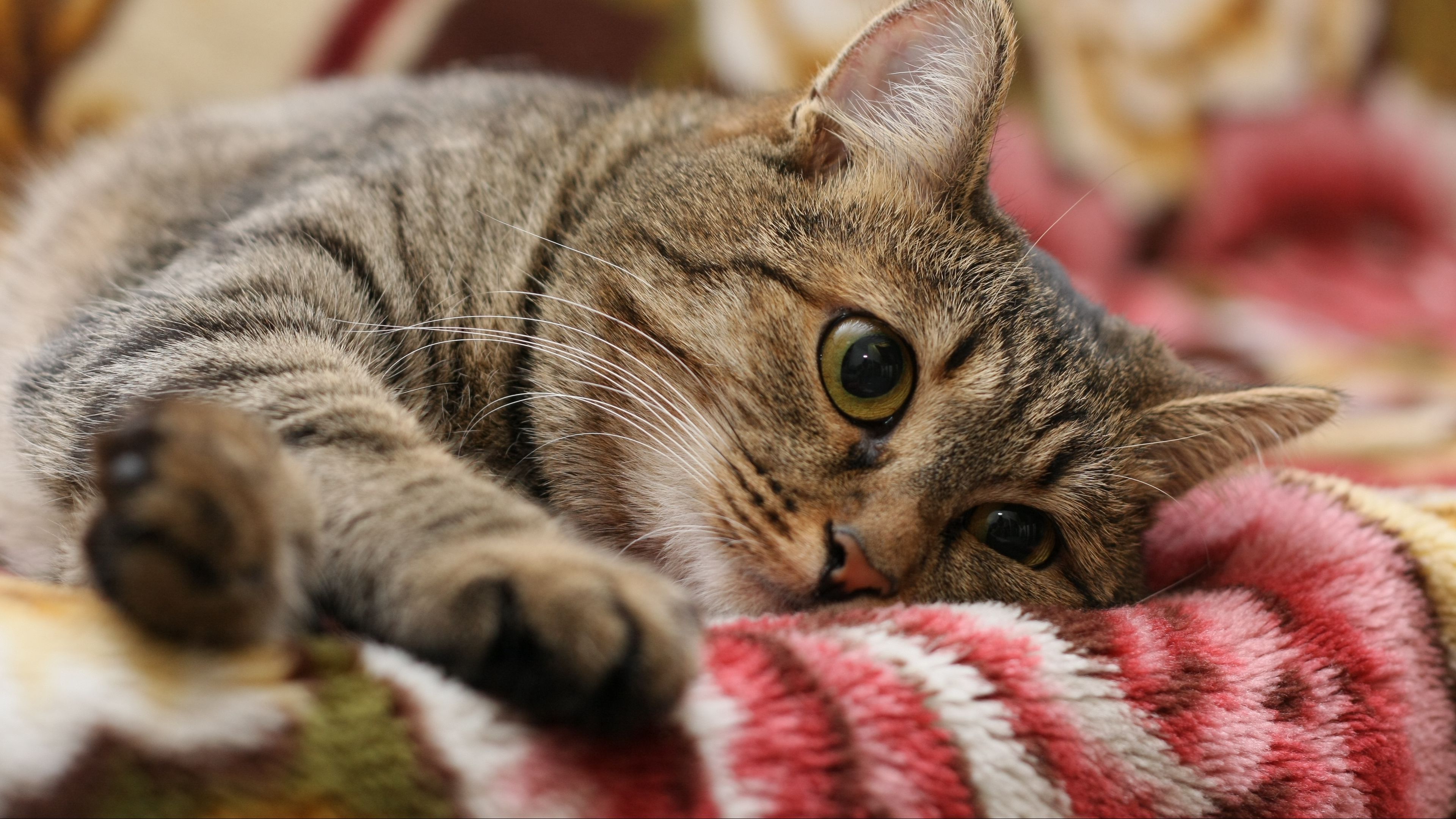cat, face, eyes, lie, 4k, HD Wallpaper