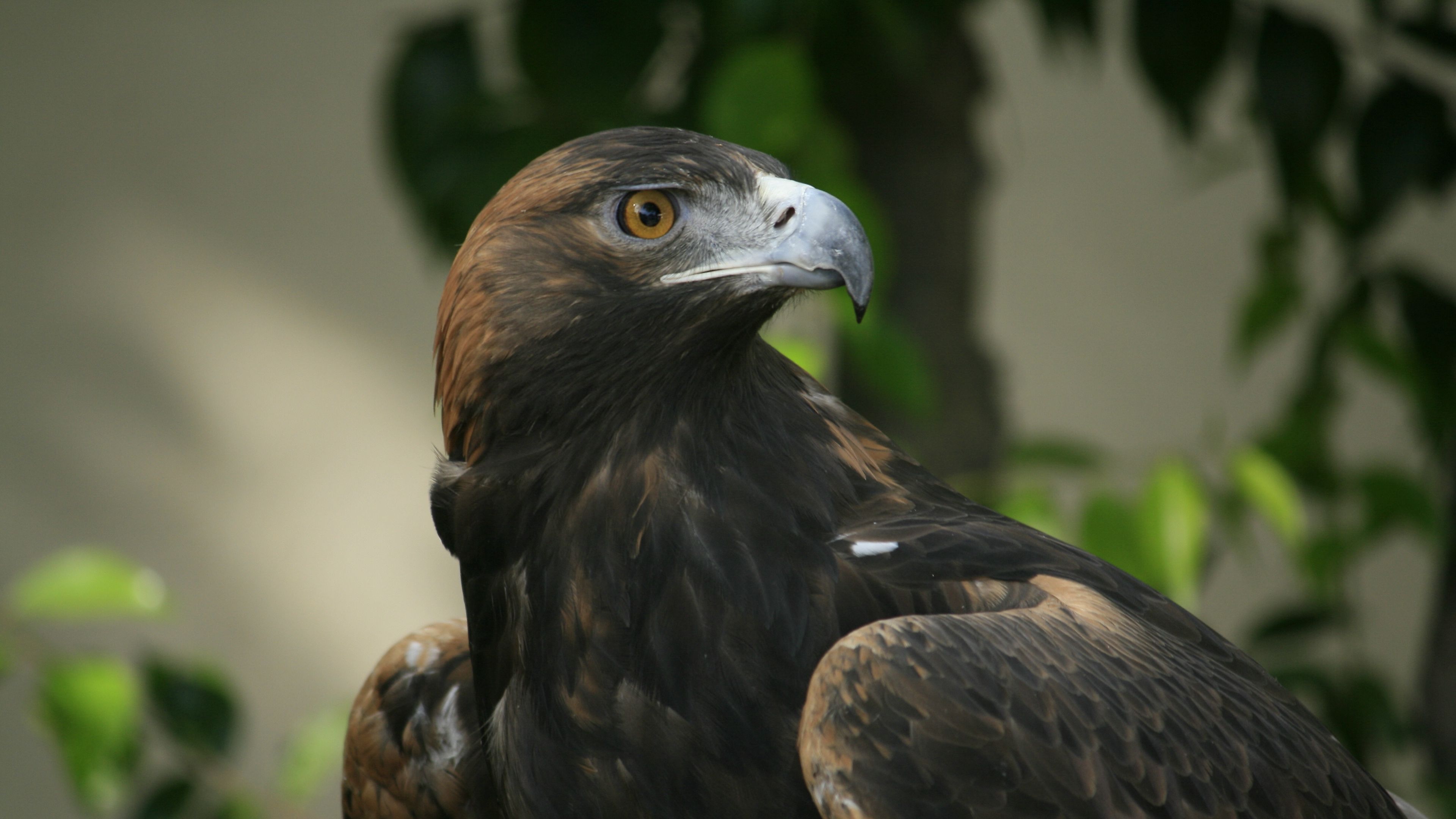 eagle, beak, eyes, bird, predator, 4k, HD Wallpaper