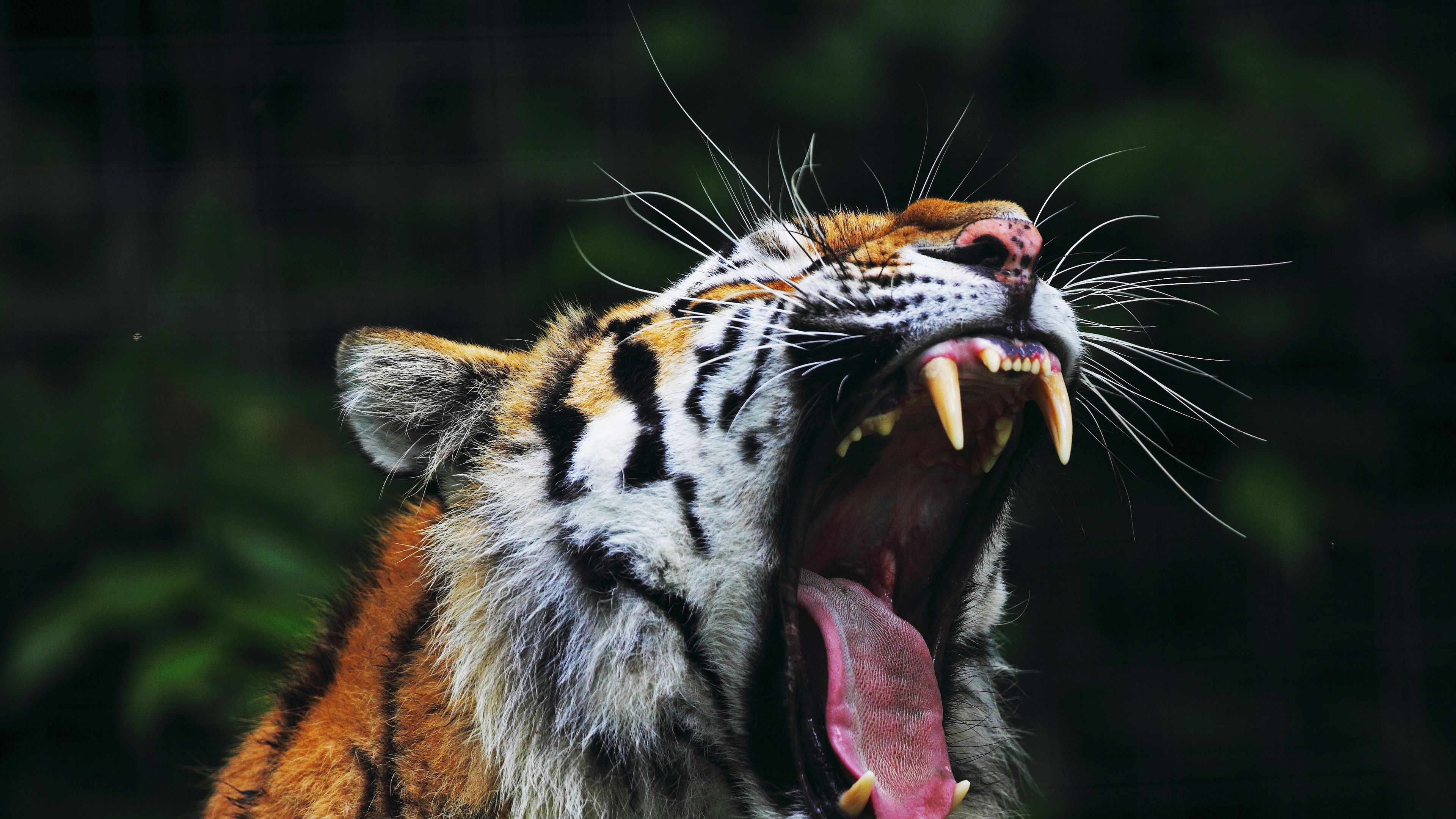 tiger, big cat, face, teeth, anger, 4k, HD Wallpaper