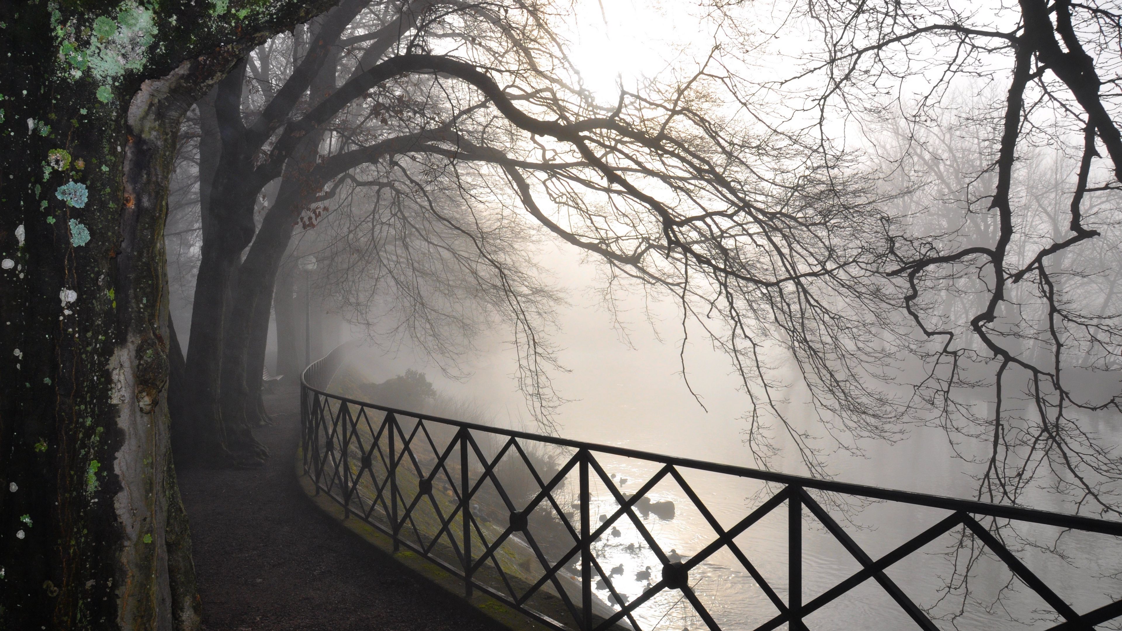 trees, branches, protection, fog, autumn, gloomy, bark, dampness, 4k, HD Wallpaper