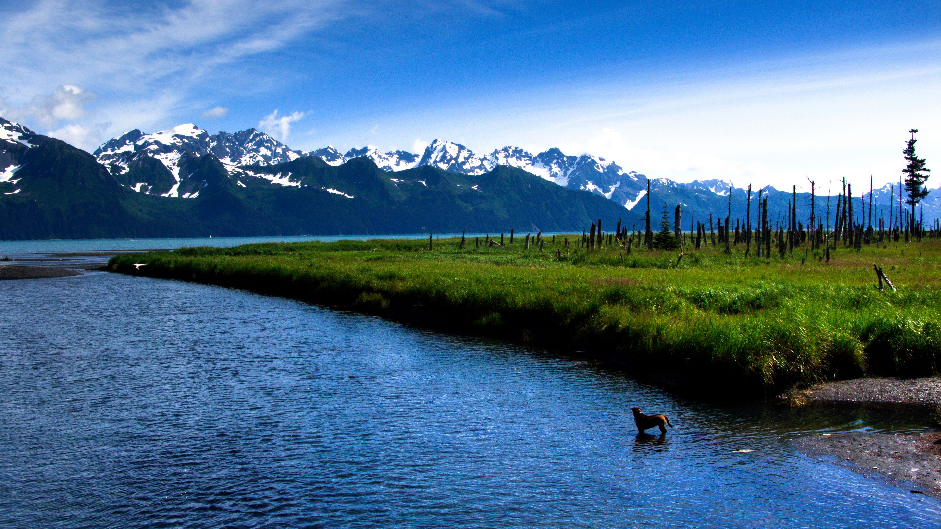 lake, island, wood, coals, dog, 4k, HD Wallpaper