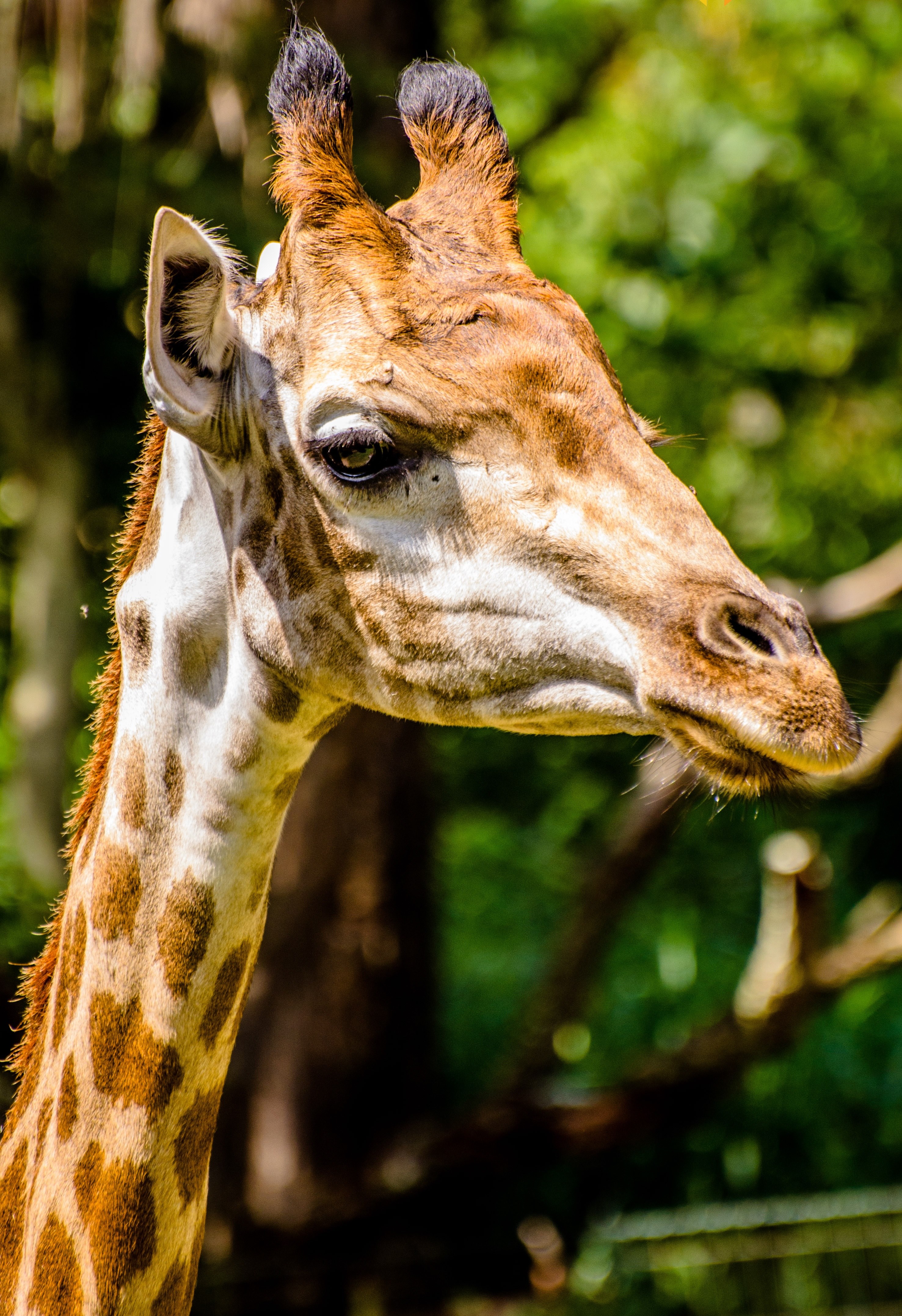 giraffe zoo animals 4k, Phone HD Wallpaper