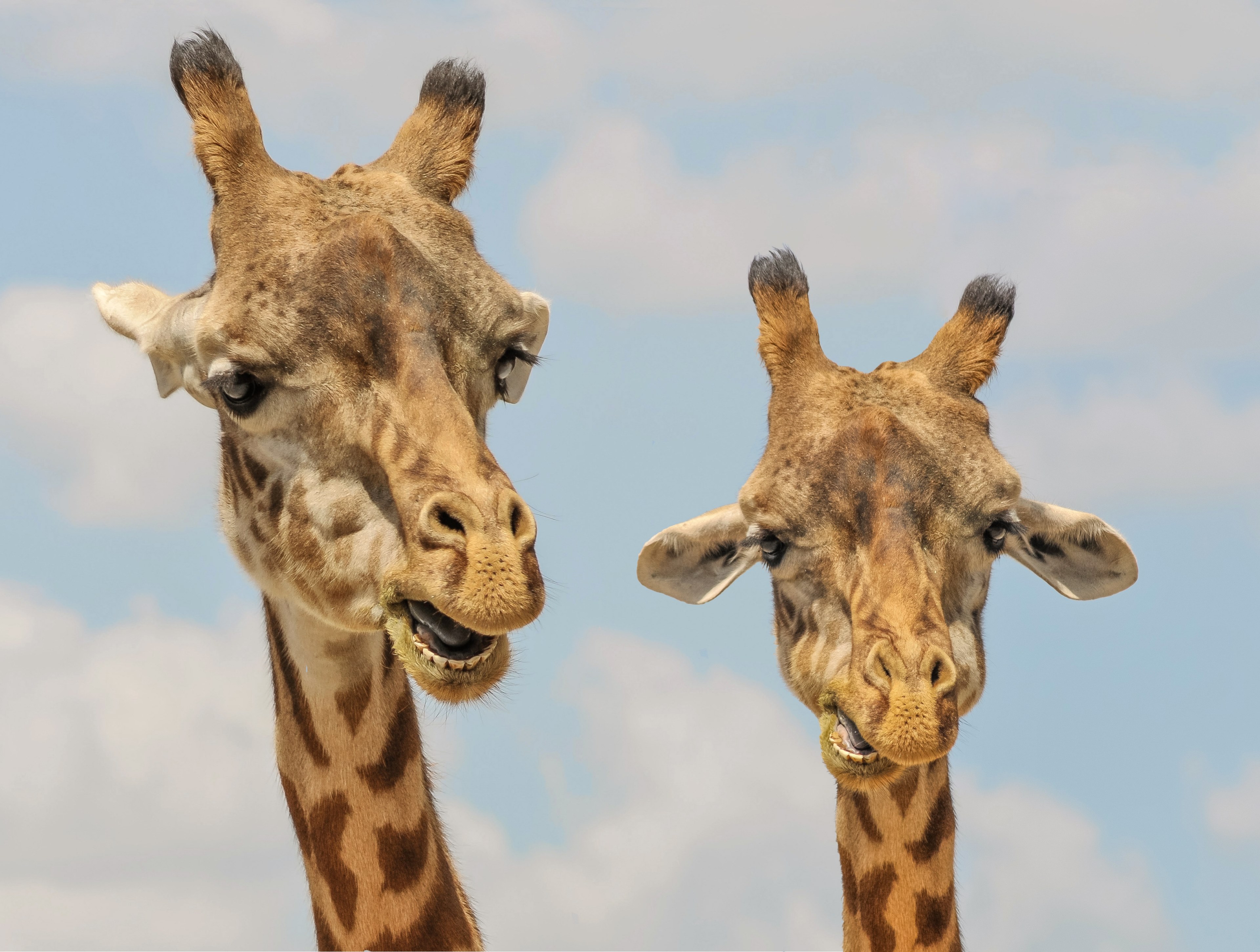 giraffe animals zoo funny fauna cute mammal 4k, HD Wallpaper