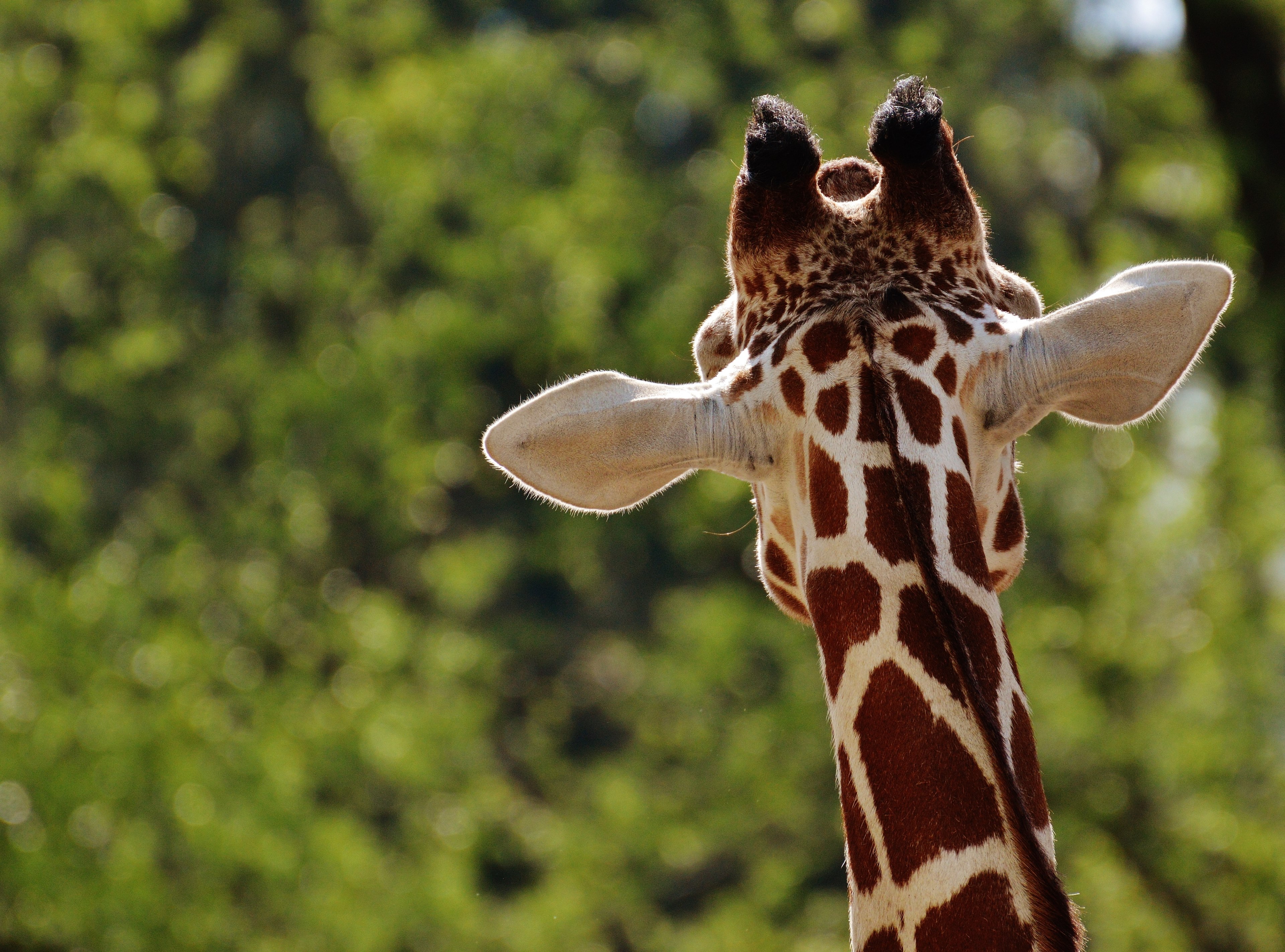giraffe zoo animal animal portrait 4k, HD Wallpaper