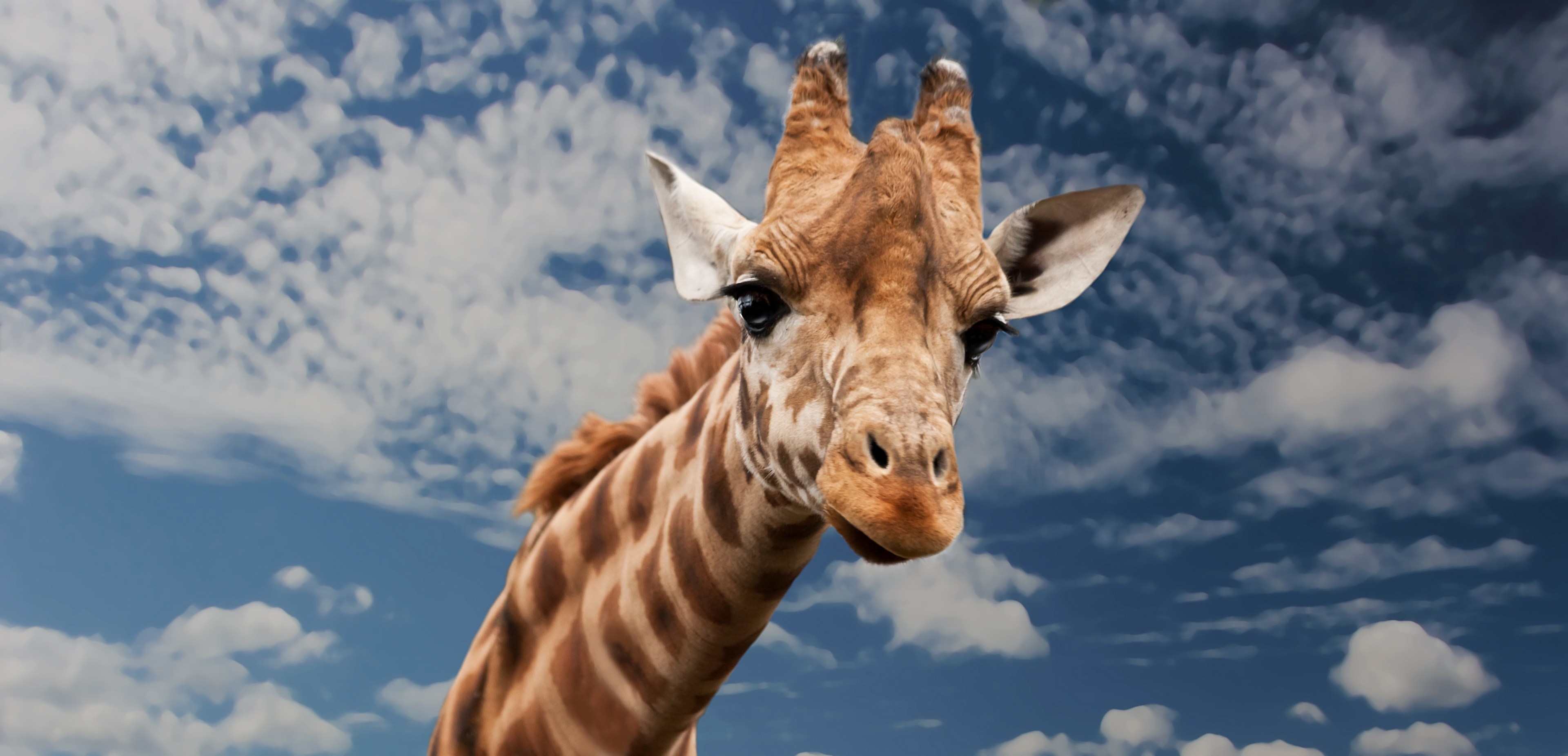 giraffe animal funny facial expression mimic neck 4k, HD Wallpaper