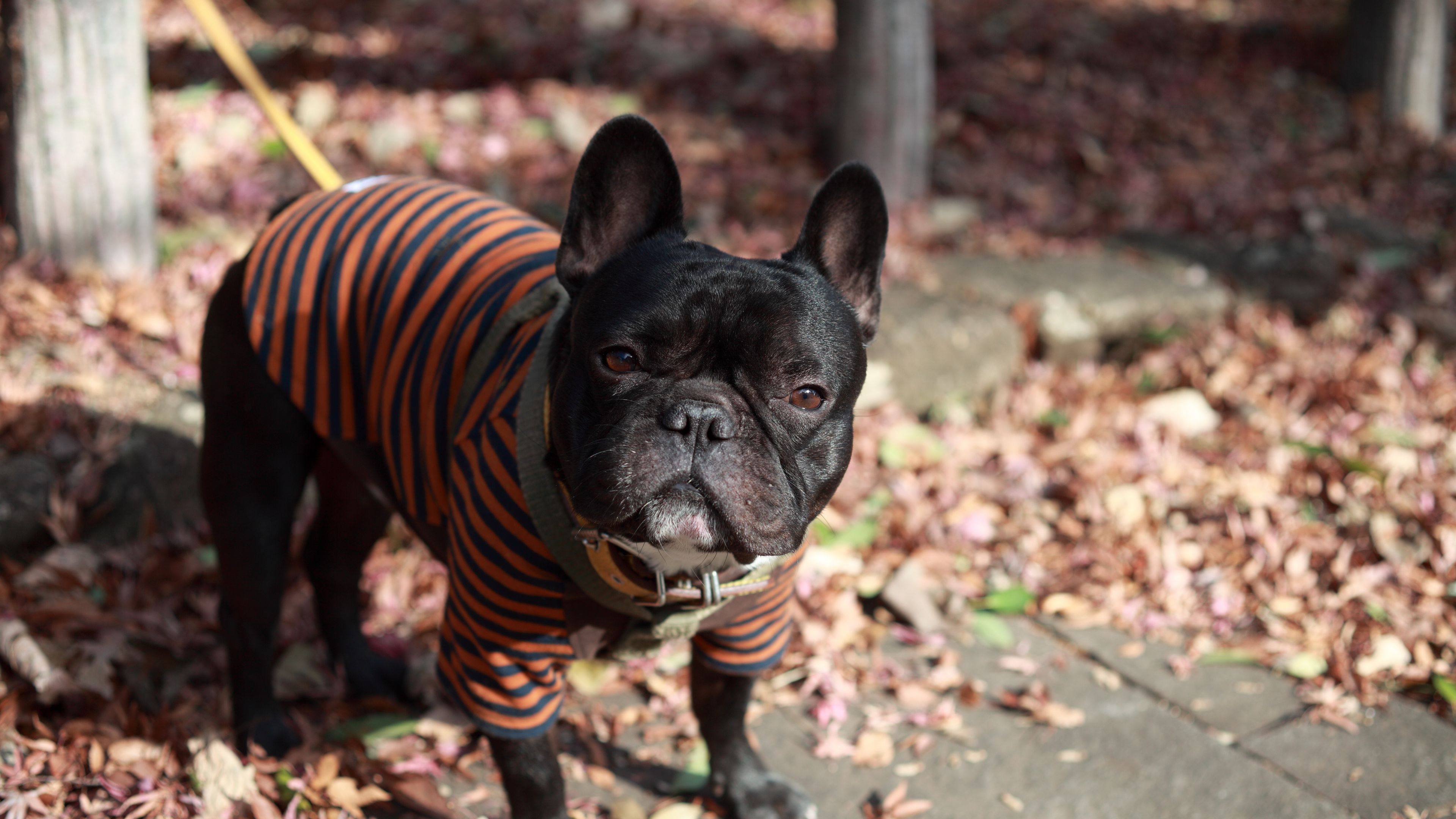 bulldog, dog, costume, walk, 4k, HD Wallpaper
