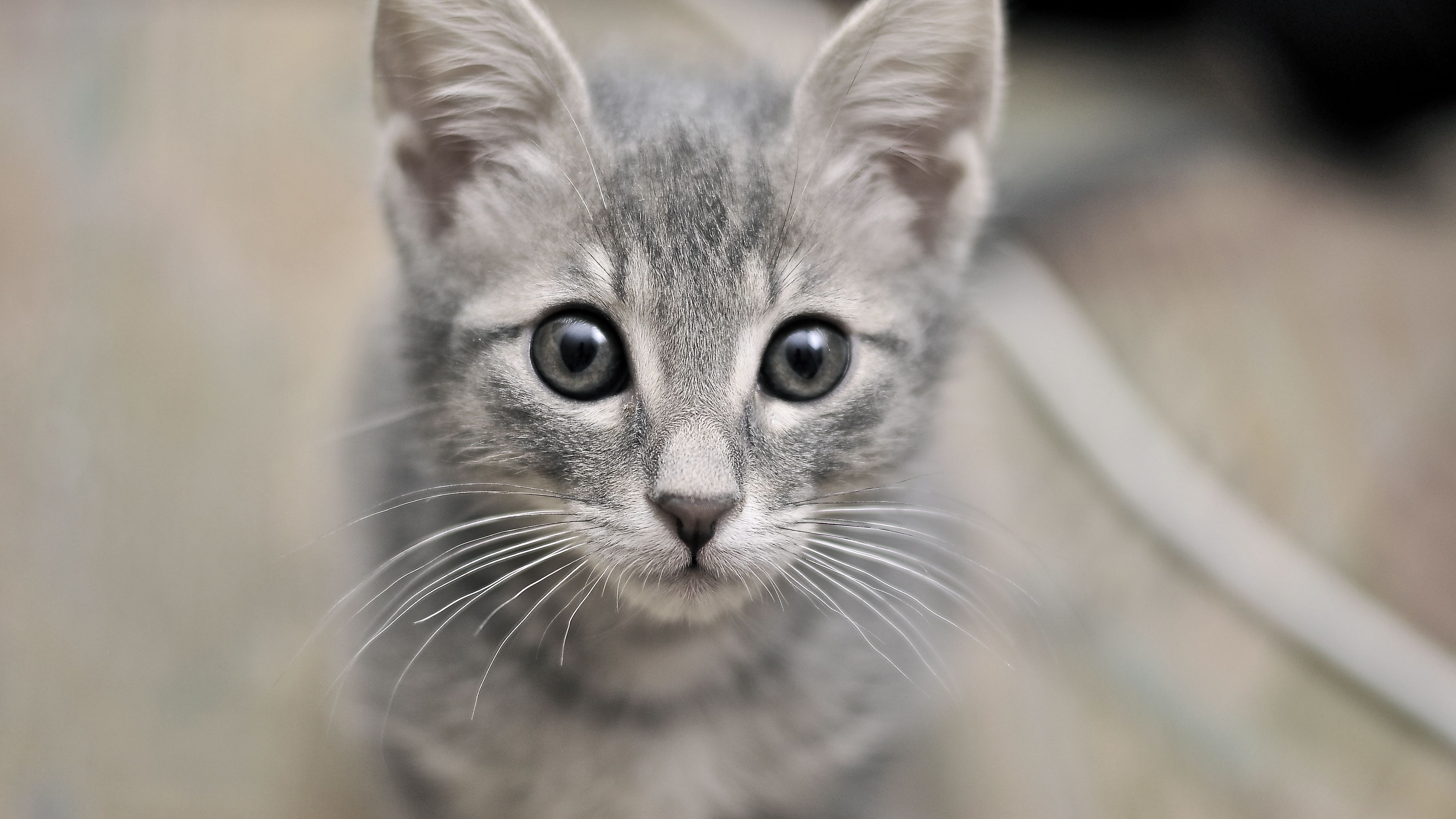 kitten, face, eyes, fear, 4k, HD Wallpaper