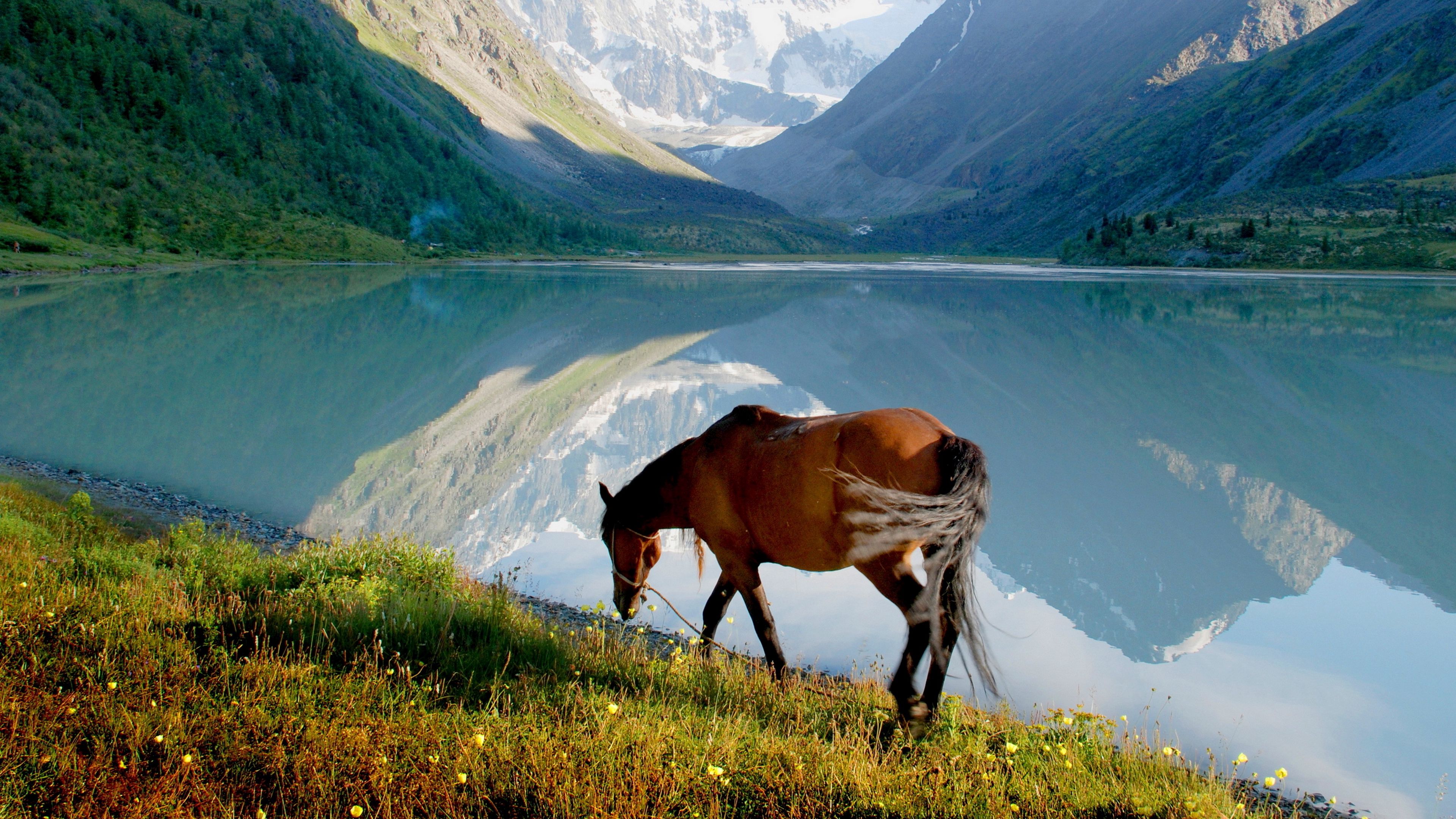 horse, mountain, lake, grass, walk, 4k, HD Wallpaper