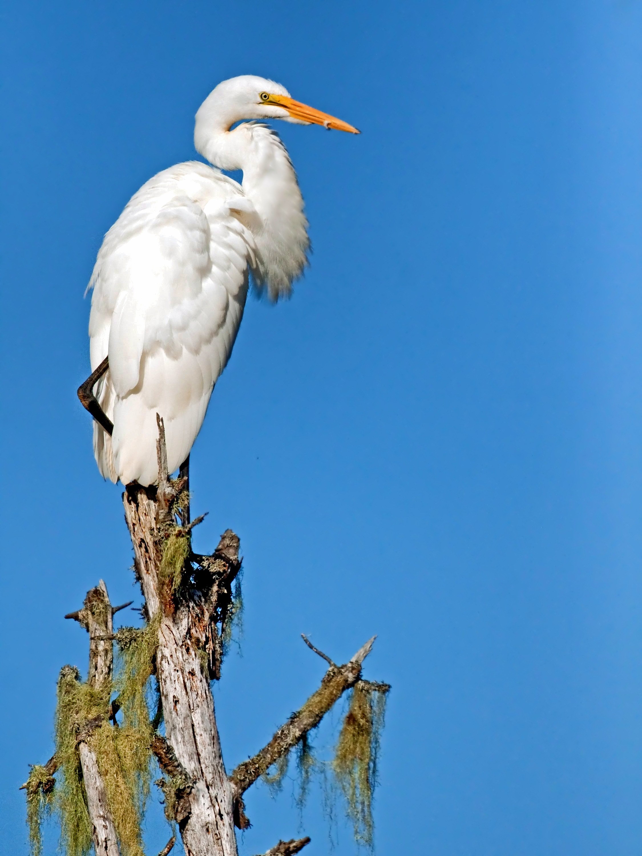 giant egret bird wildlife perch sky close up 4k, Phone HD Wallpaper