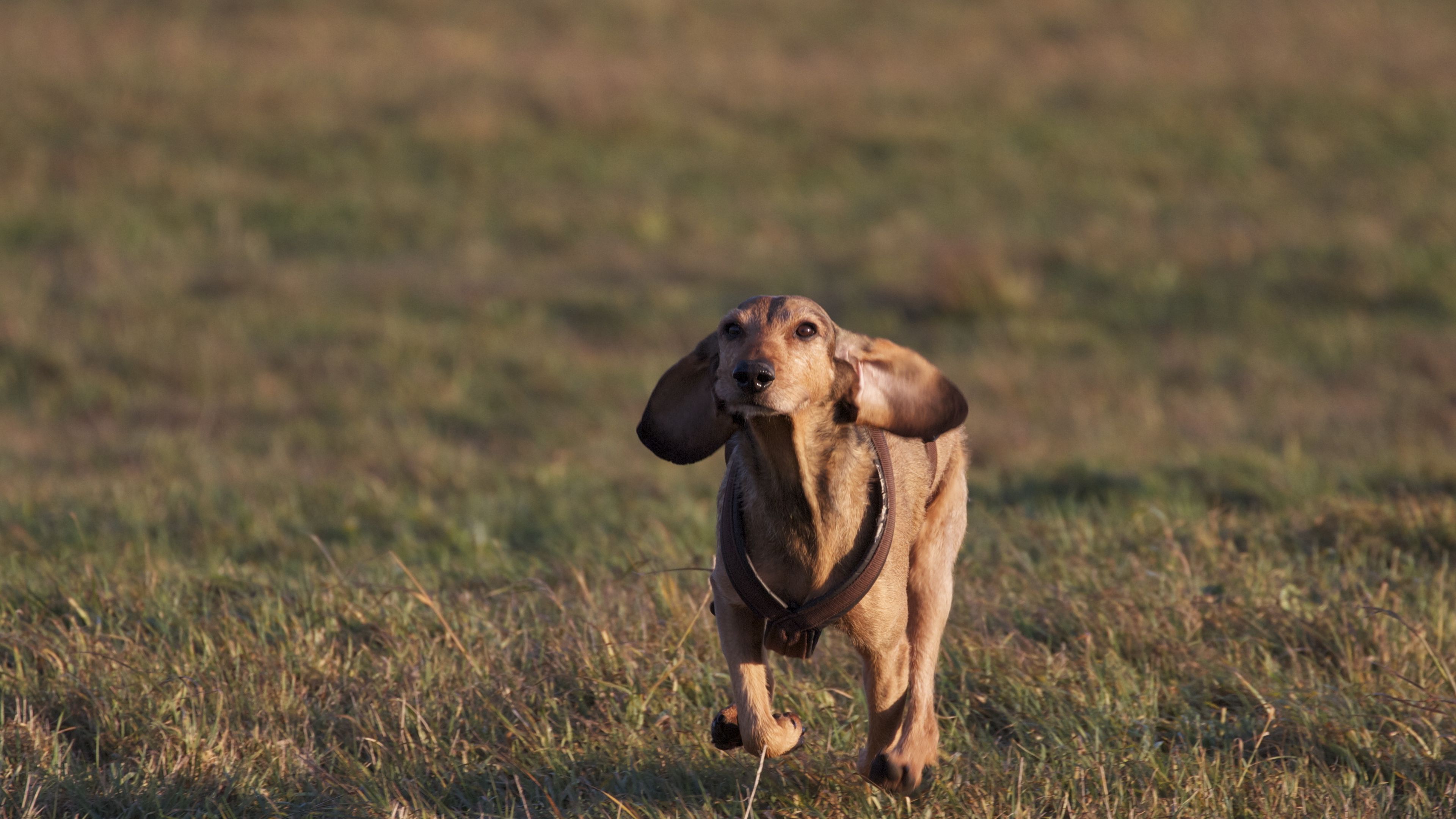 dogs, running, grass, field, direction, 4k, HD Wallpaper