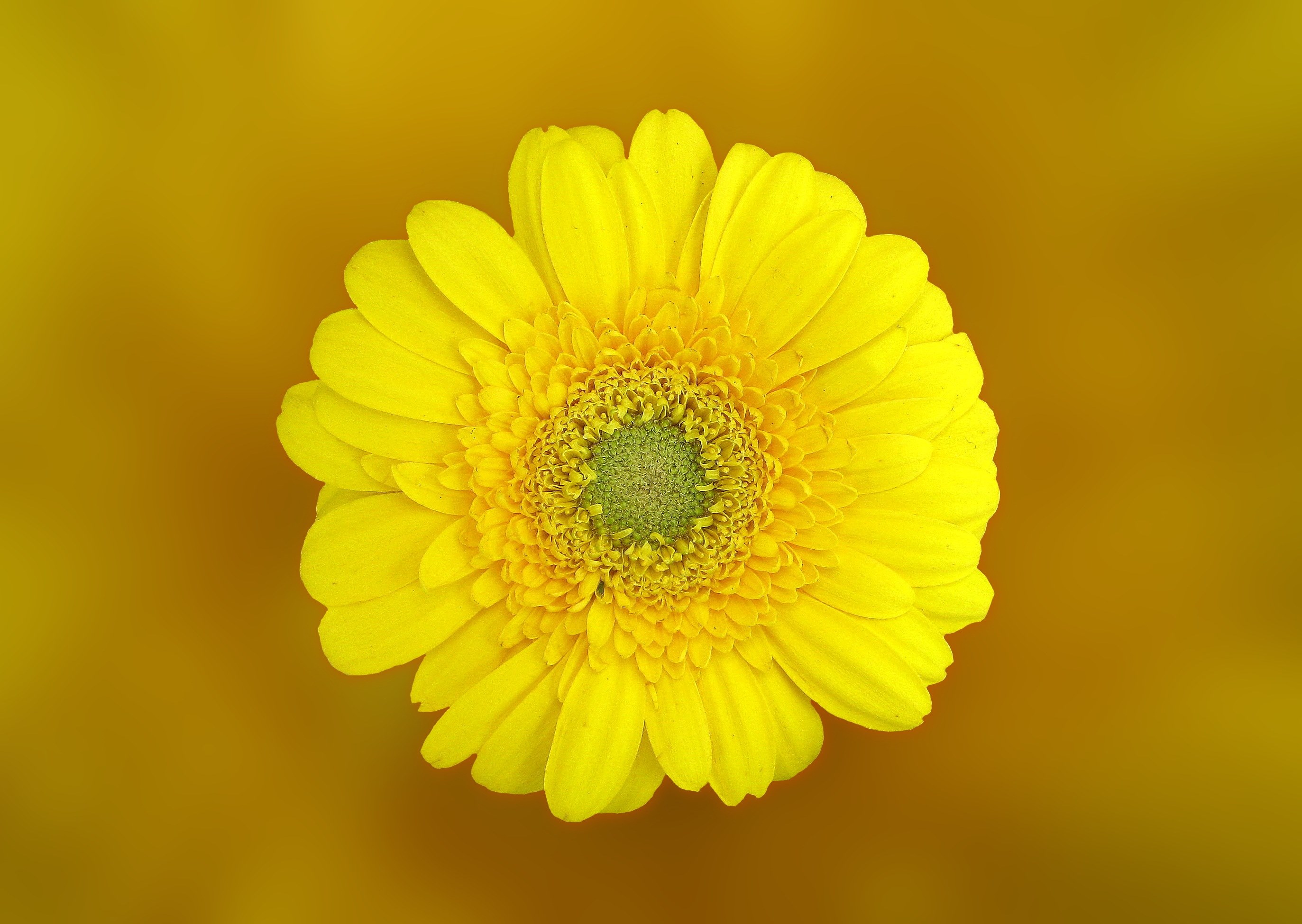 gerbera flower blossom bloom yellow composites 4k, HD Wallpaper