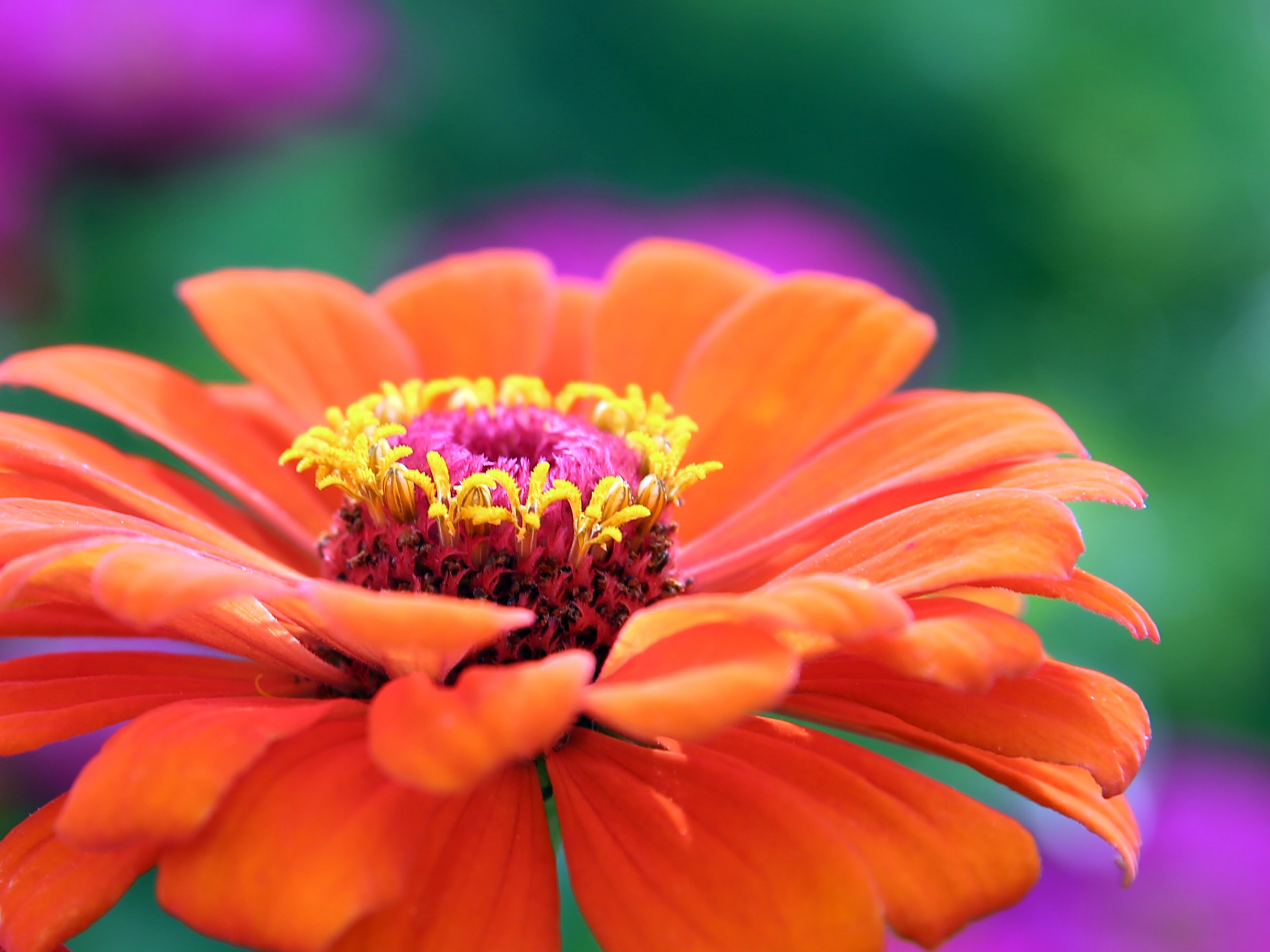 gerbera flower blossom bloom plant flora botany 4k, HD Wallpaper