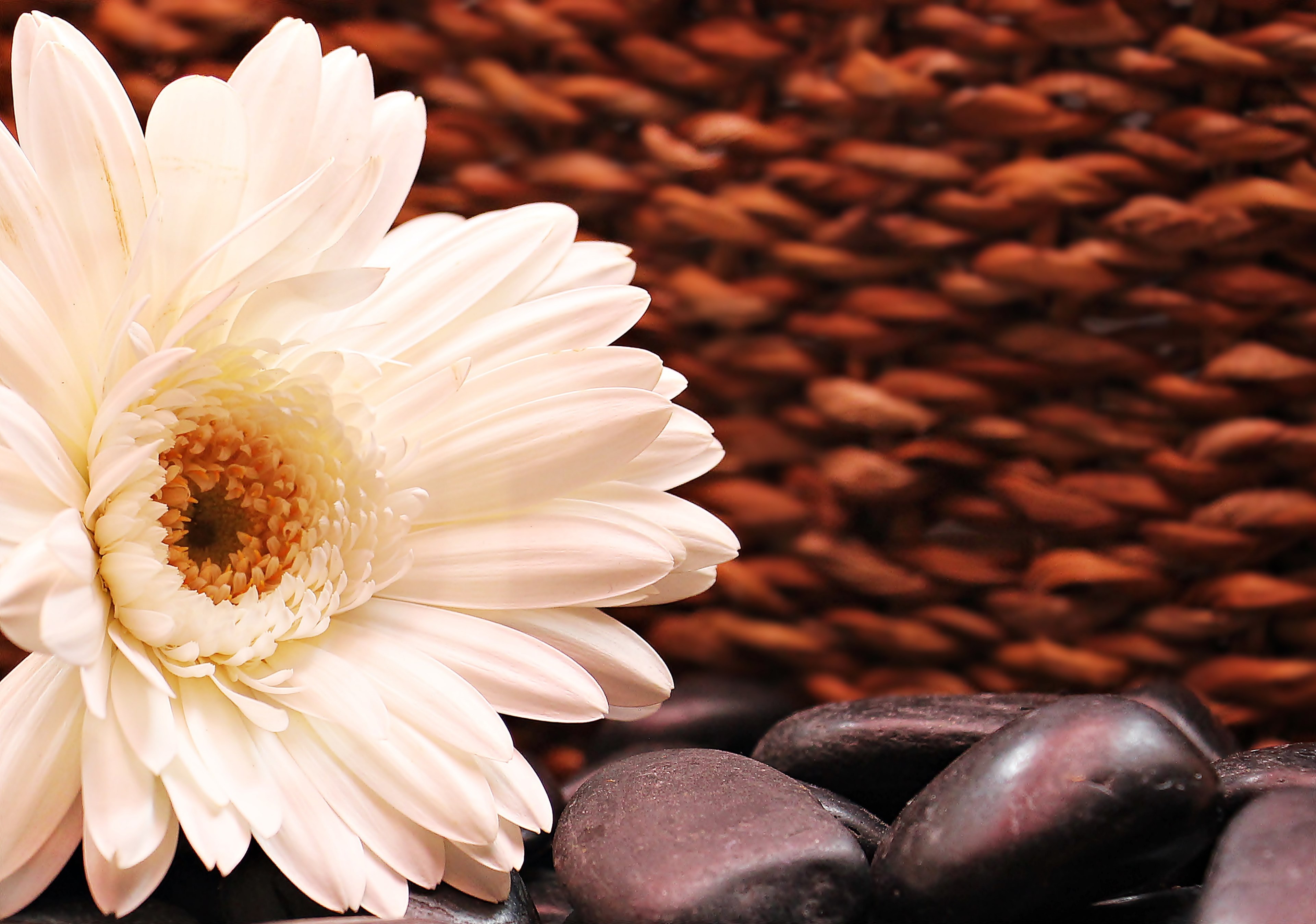 gerbera flower blossom bloom composites white 4k, HD Wallpaper