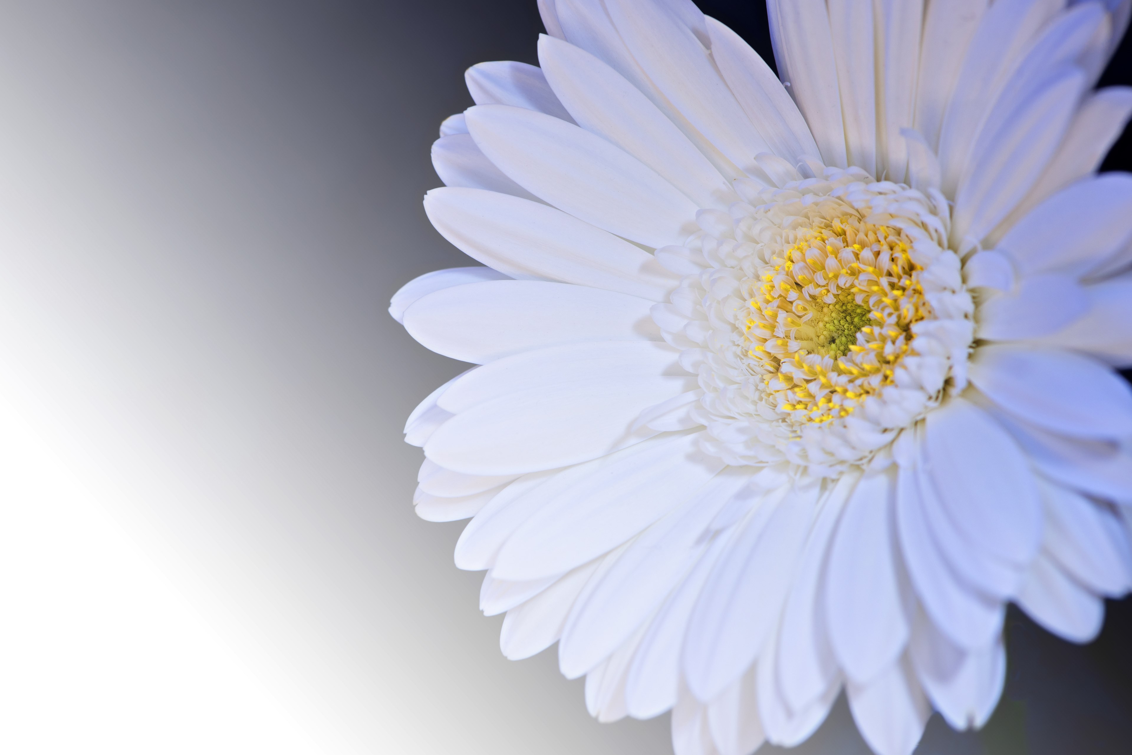 gerbera flower blossom bloom petals white 4k, HD Wallpaper