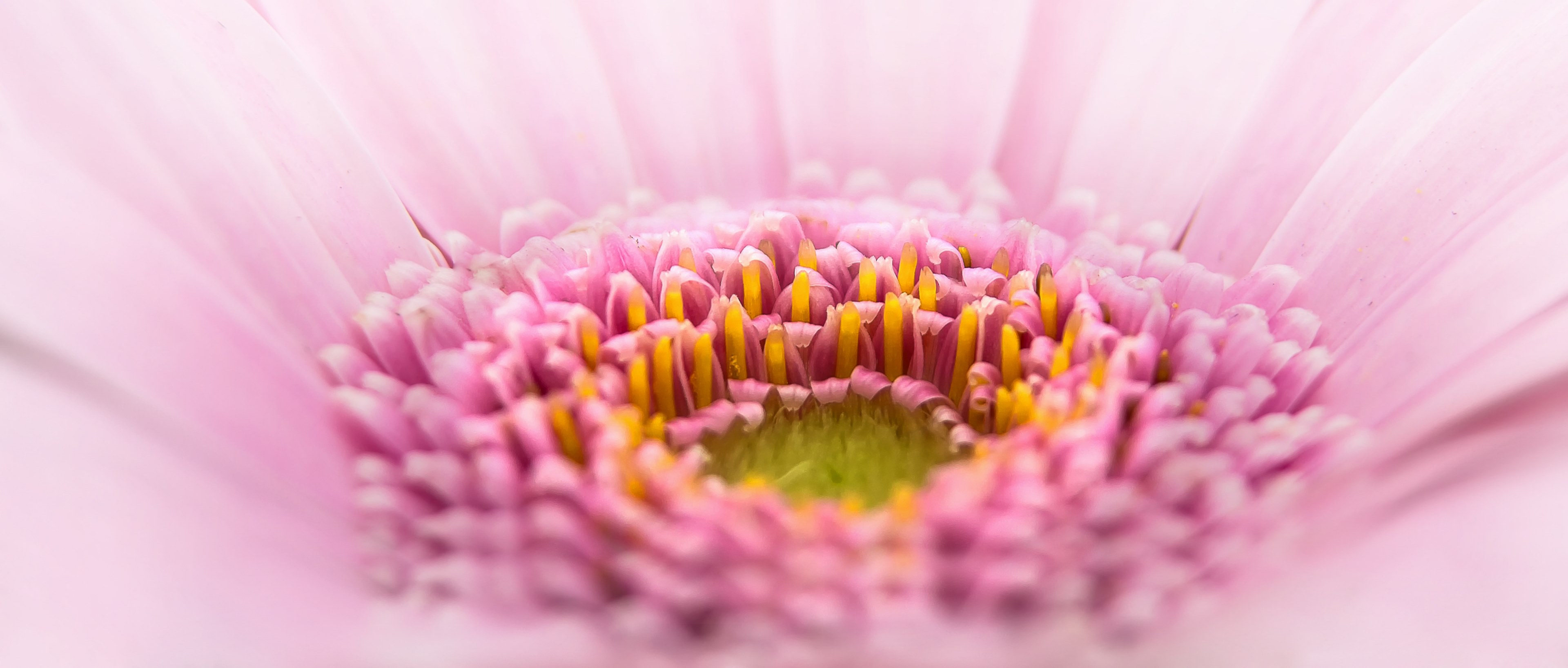 gerbera pano flower pink plant macro pink flower 4k, HD Wallpaper