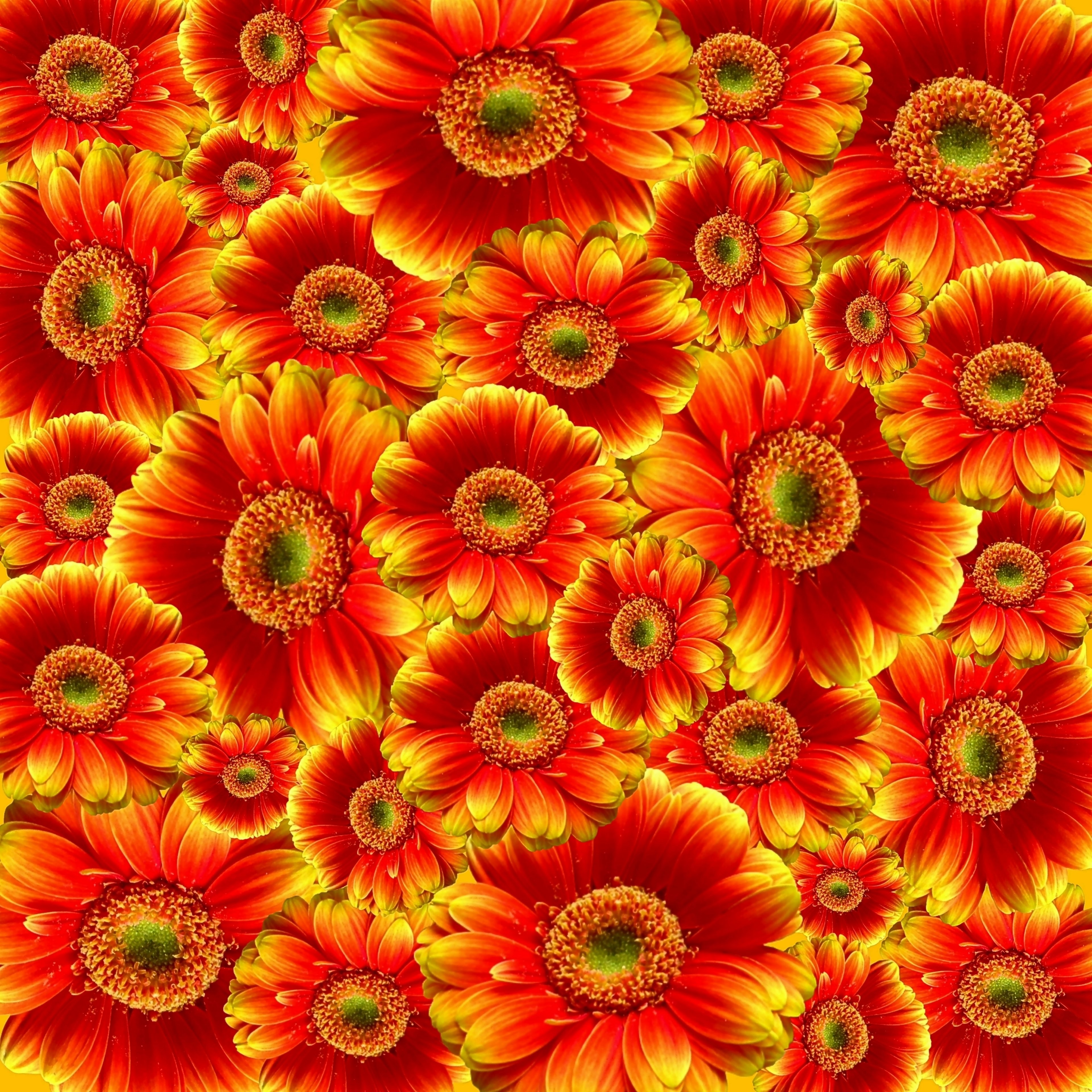 gerbera flowers nature plant colorful cut flowers 4k, Phone HD Wallpaper