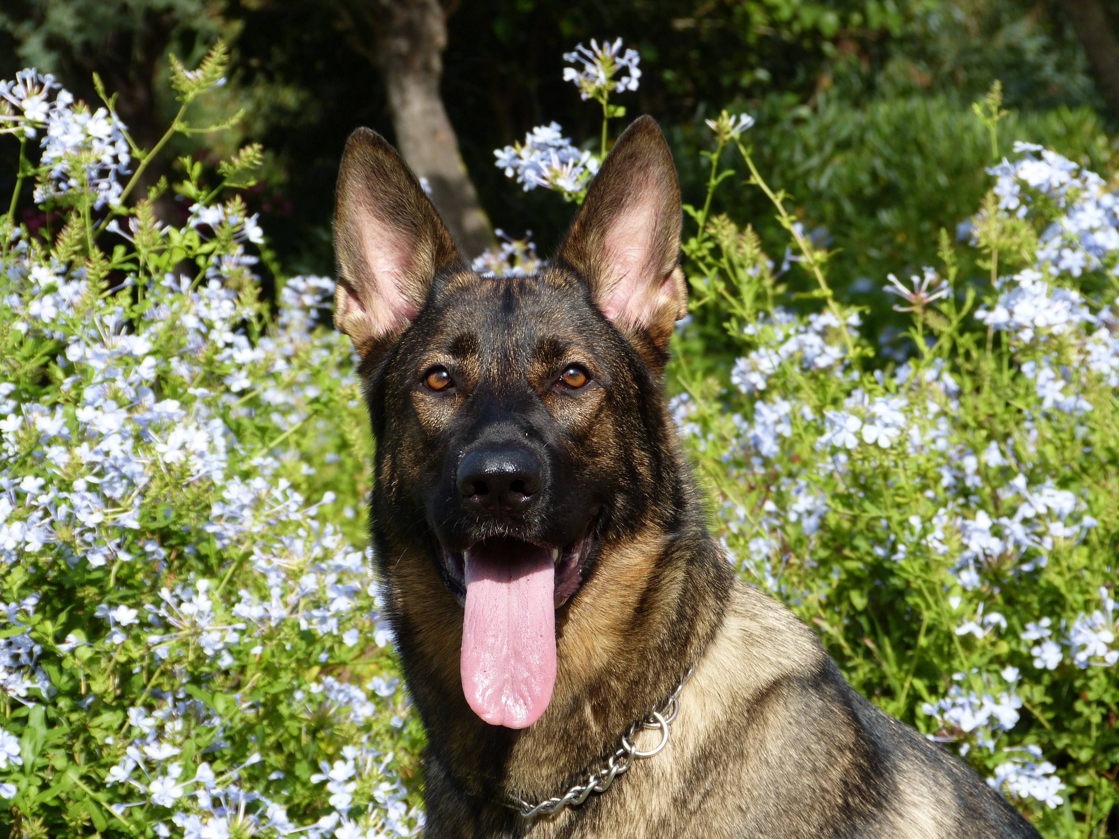 german shepherd dog pet happy funny face tongue 4k, HD Wallpaper