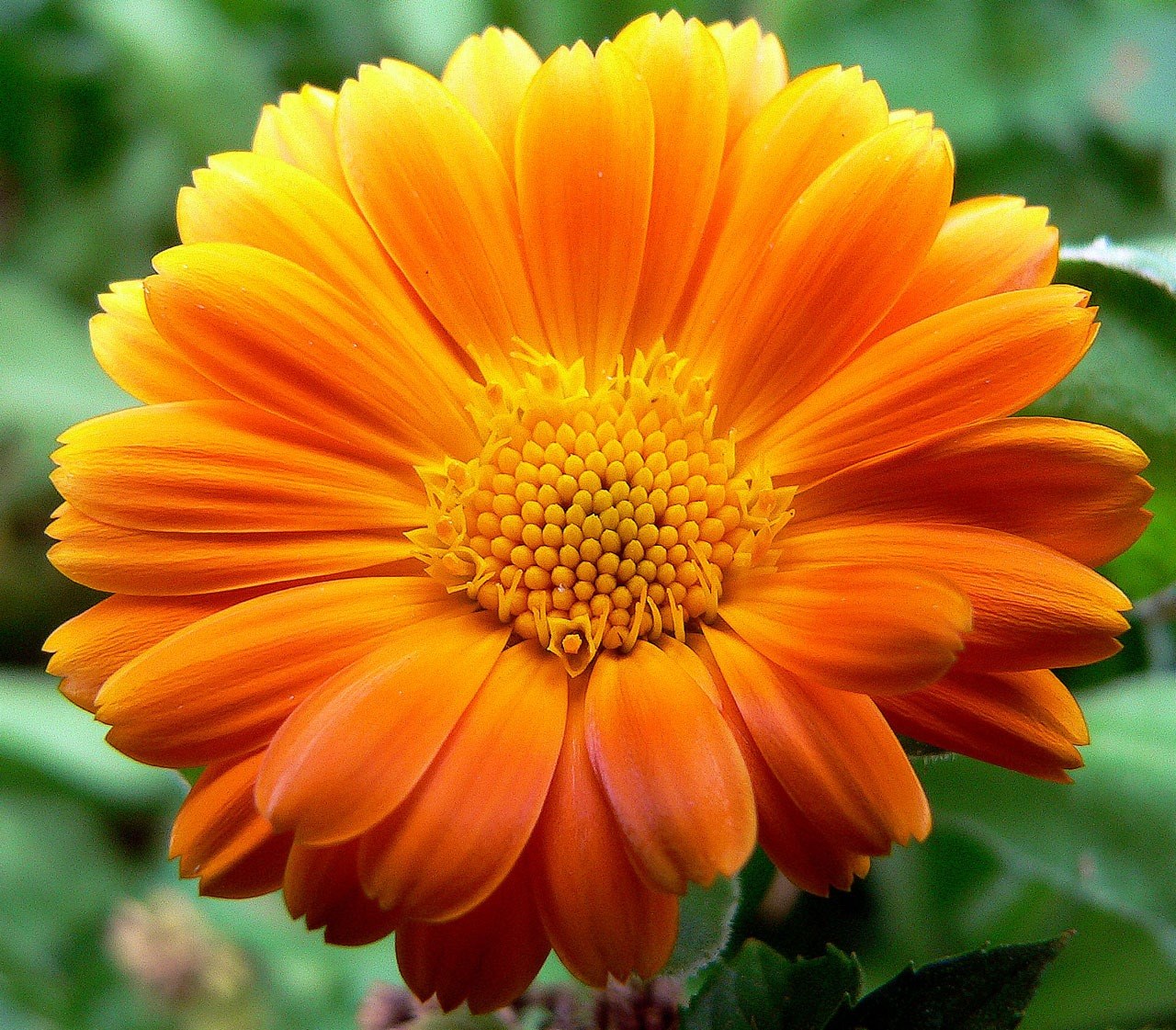 gerbera flower asteraceae ornamental plant 4k, HD Wallpaper