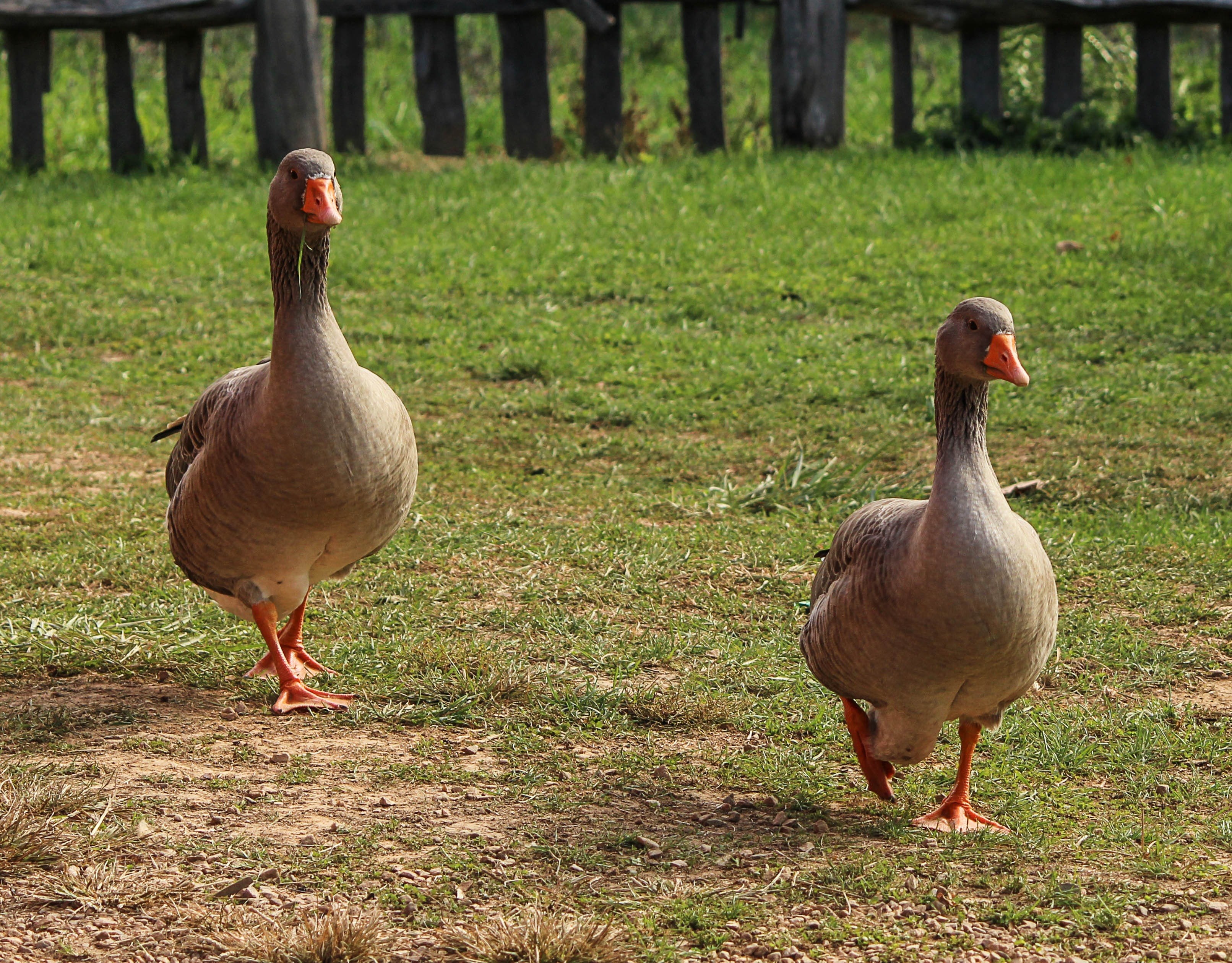 geese birds goose domestic fowls two birds farms 4k, HD Wallpaper