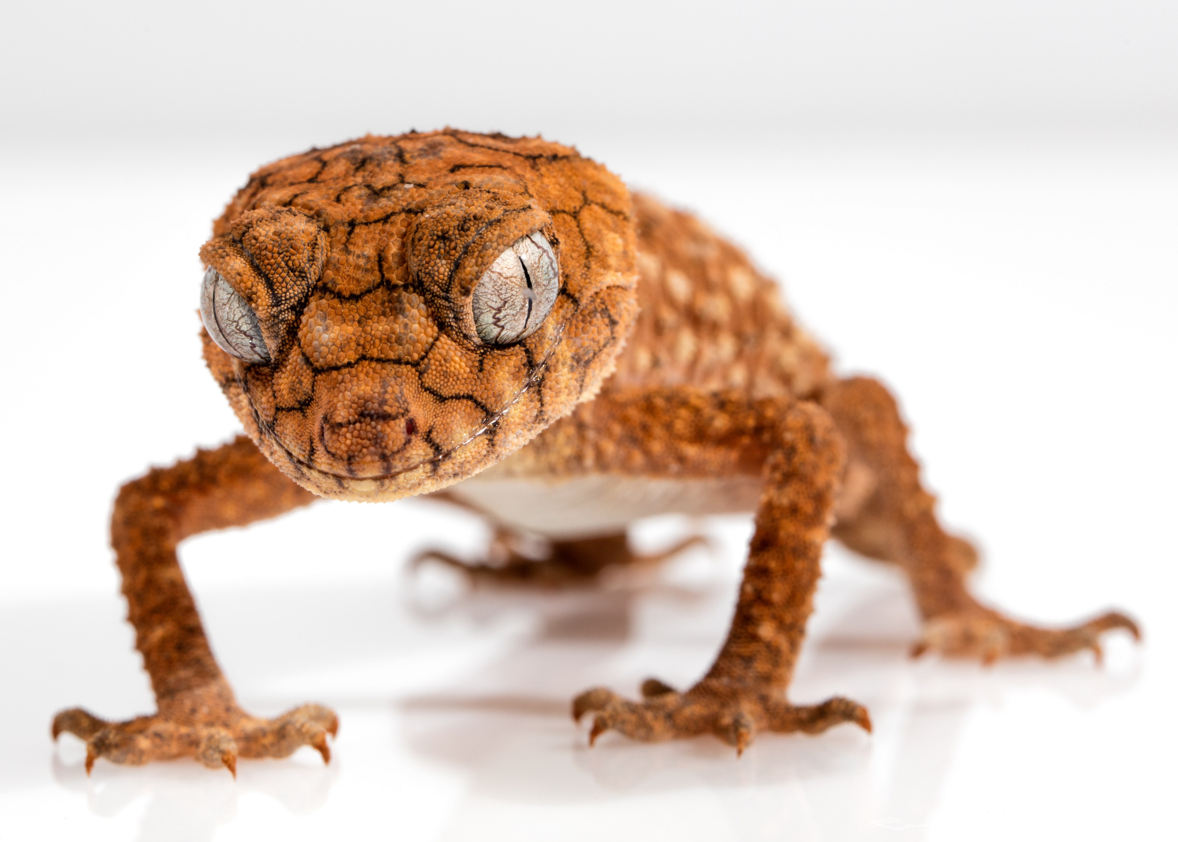 gecko rough knob centralian lizard animal 4k, HD Wallpaper