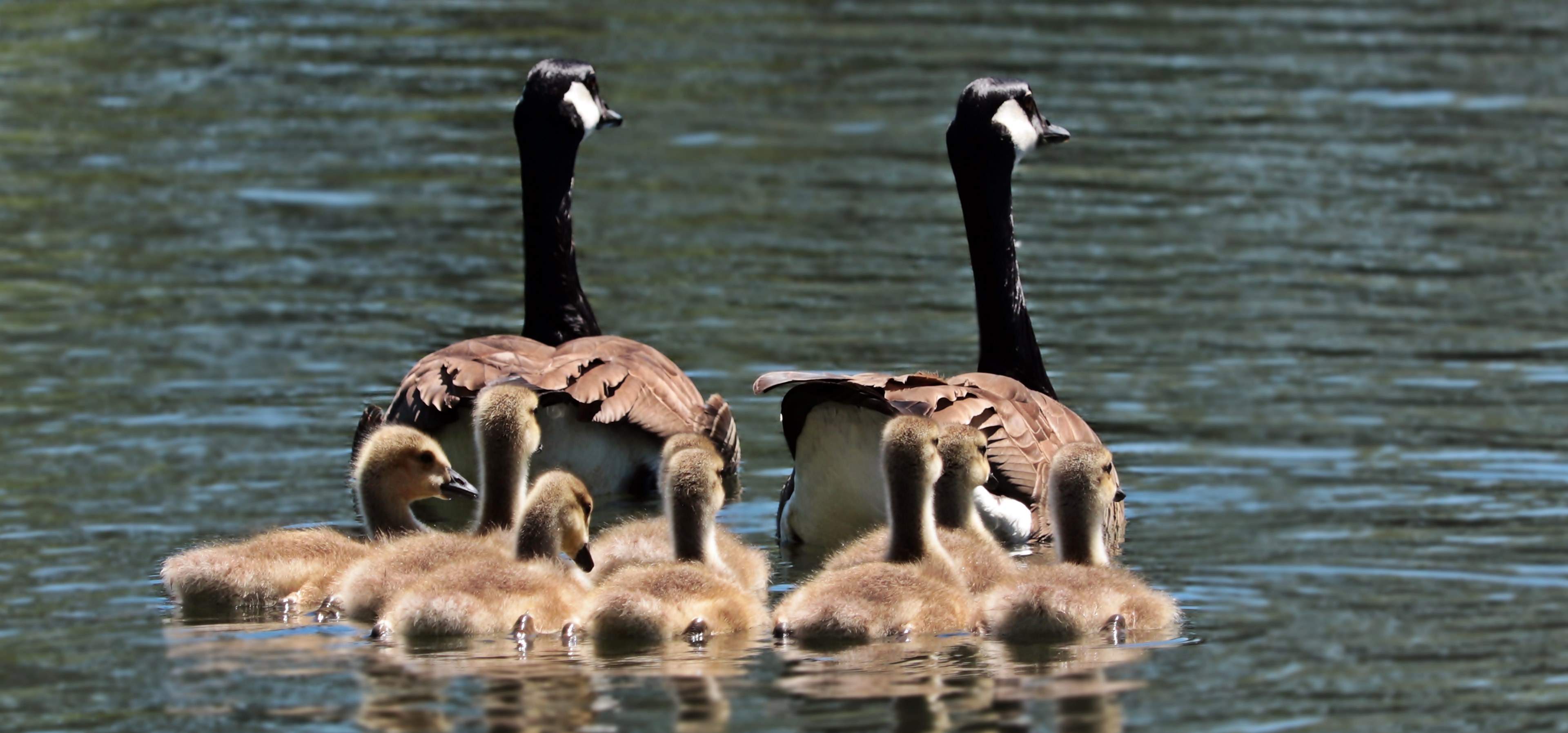 geese goose family family goslings water swim 4k, HD Wallpaper