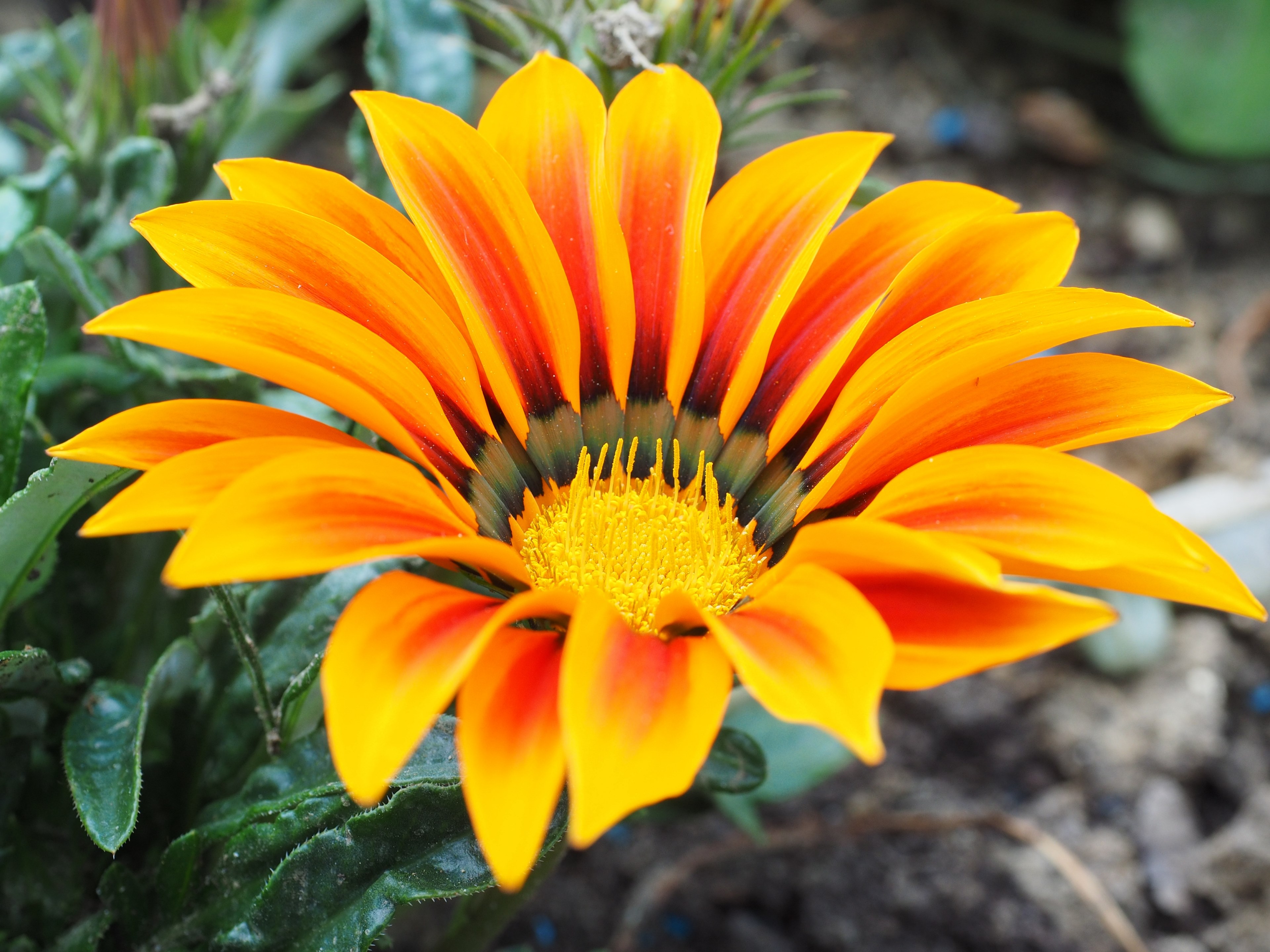 gazanie flower blossom bloom yellow orange bloom 4k, HD Wallpaper
