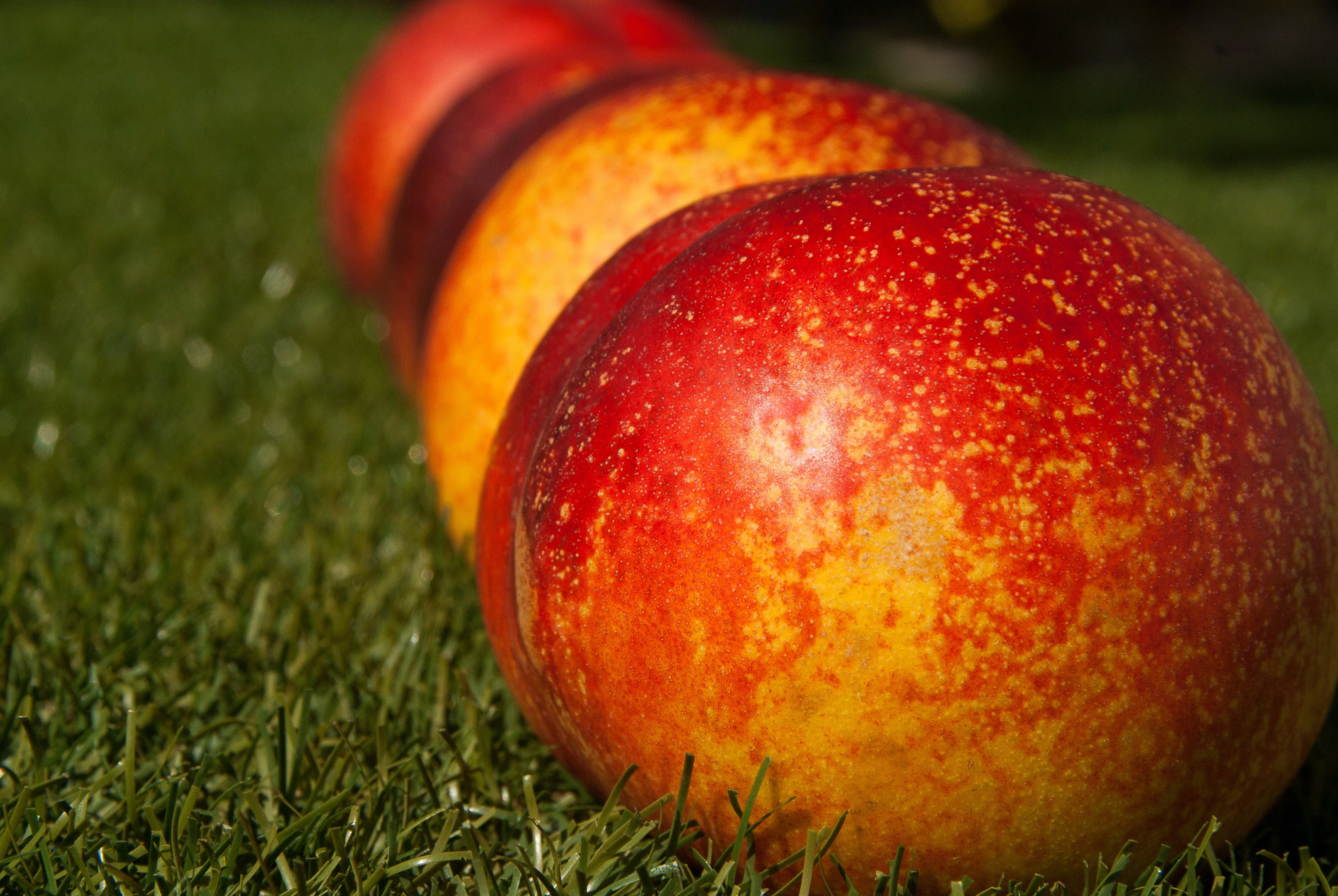fruit fishing peach apricot garden harvest 4k, HD Wallpaper