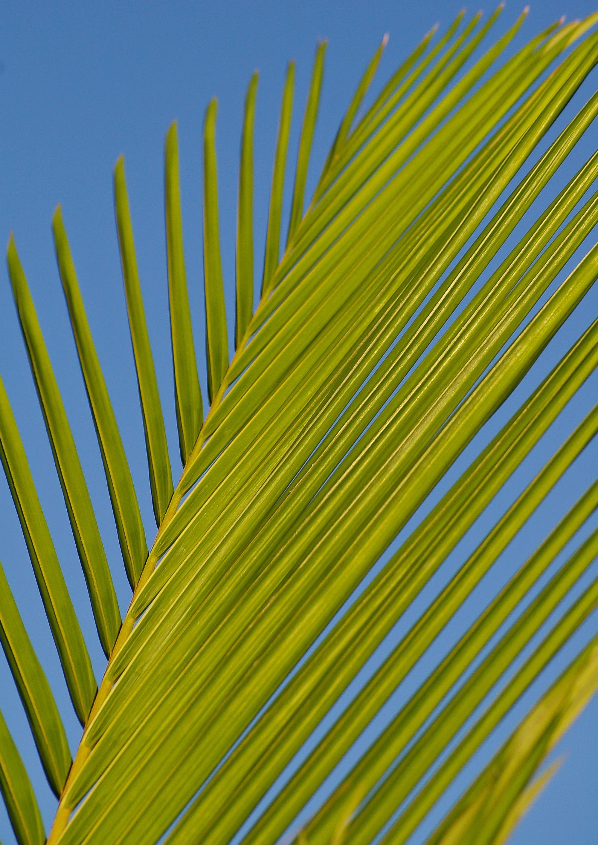 frond palm leaf bangalow palm green blue tropical 4k, Phone HD Wallpaper