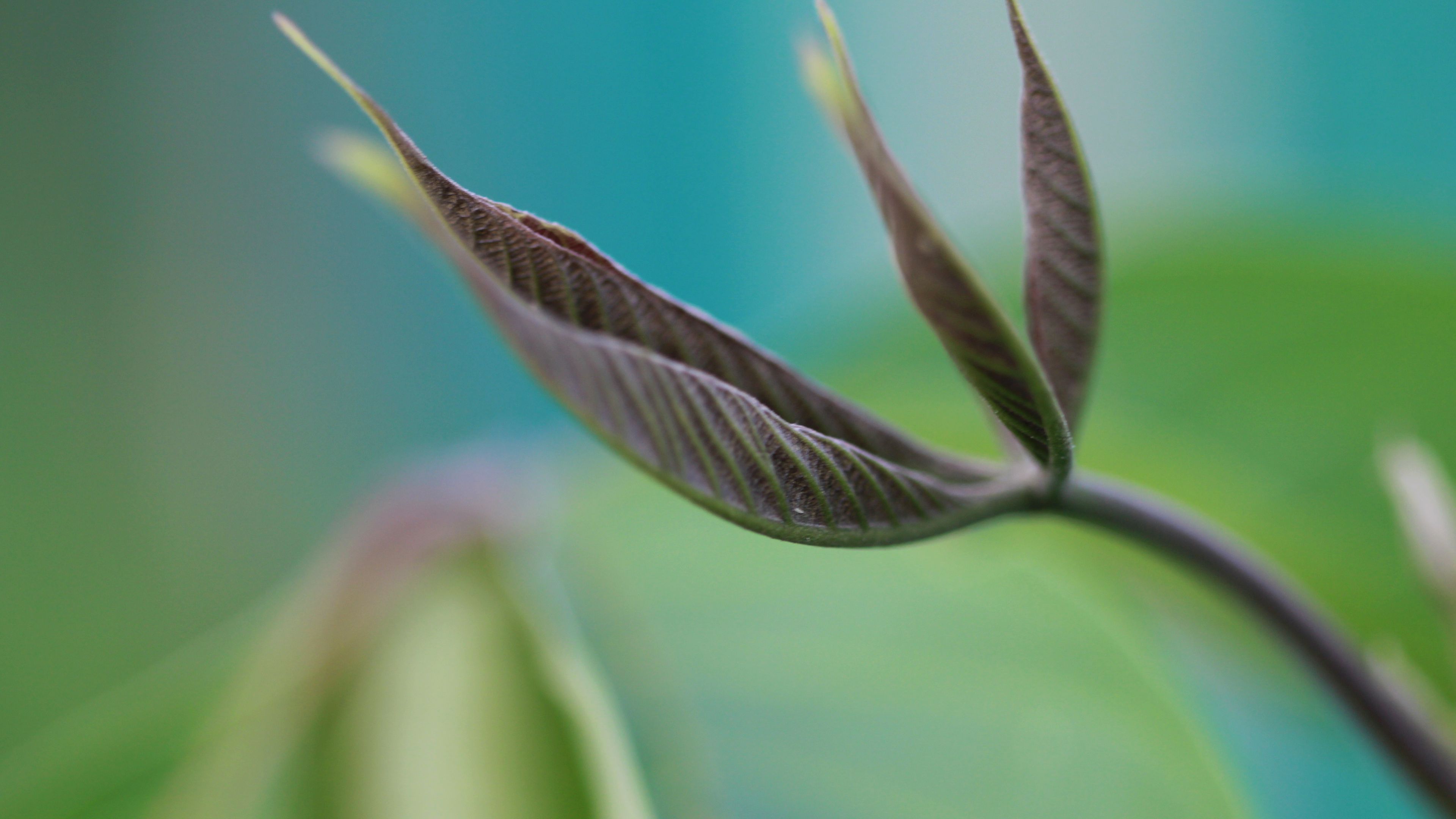 leaves, grass, plants, 4k, HD Wallpaper