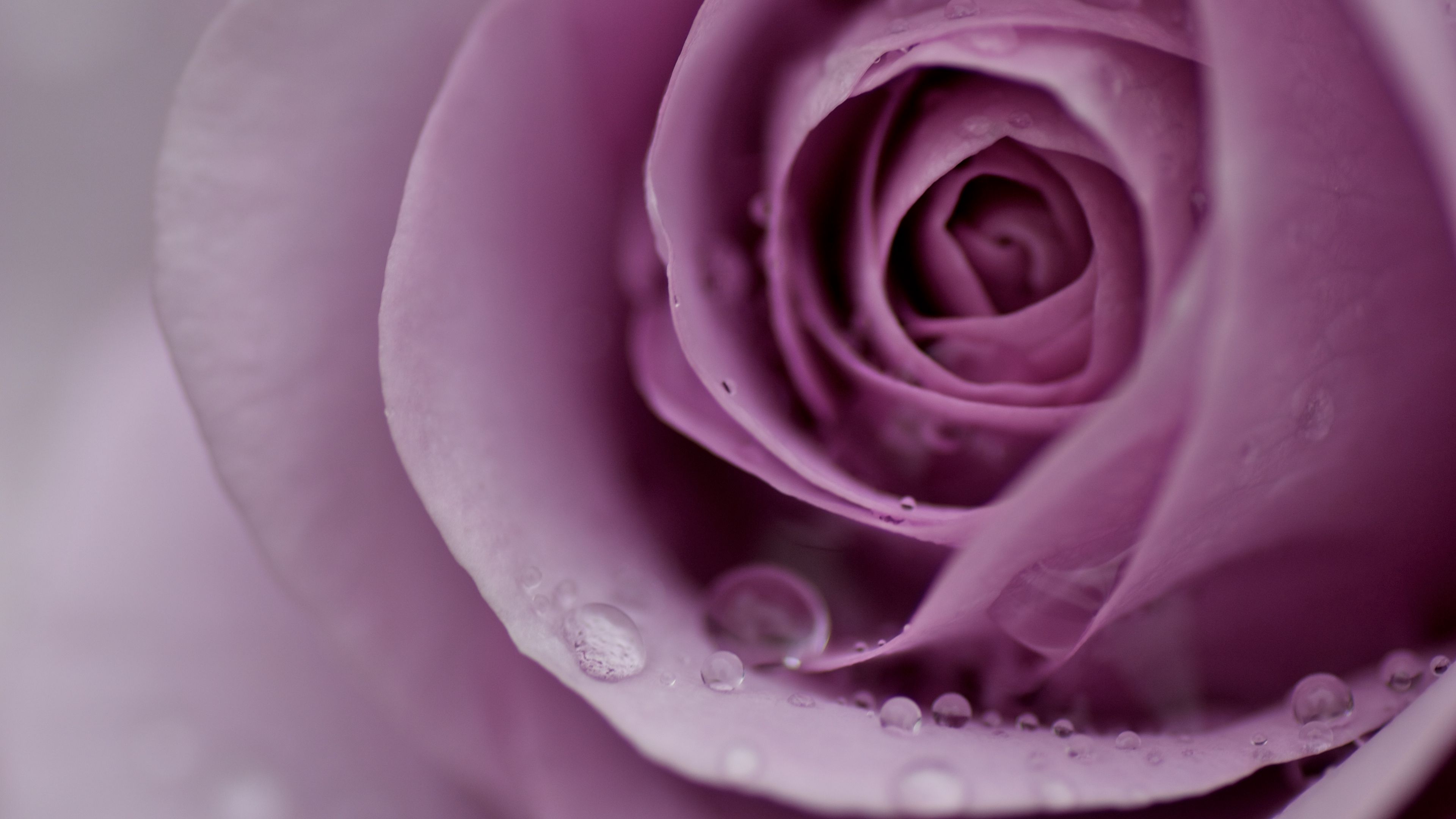 rose, petals, flower, gentle, 4k, HD Wallpaper