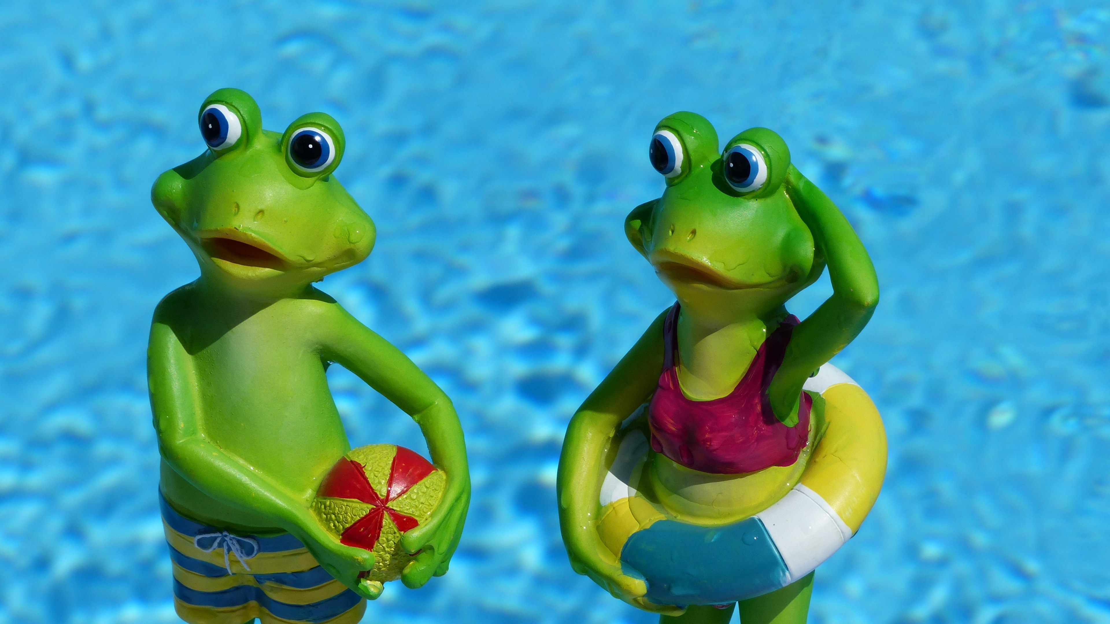 frog summer water decorative items holiday 4k, HD Wallpaper