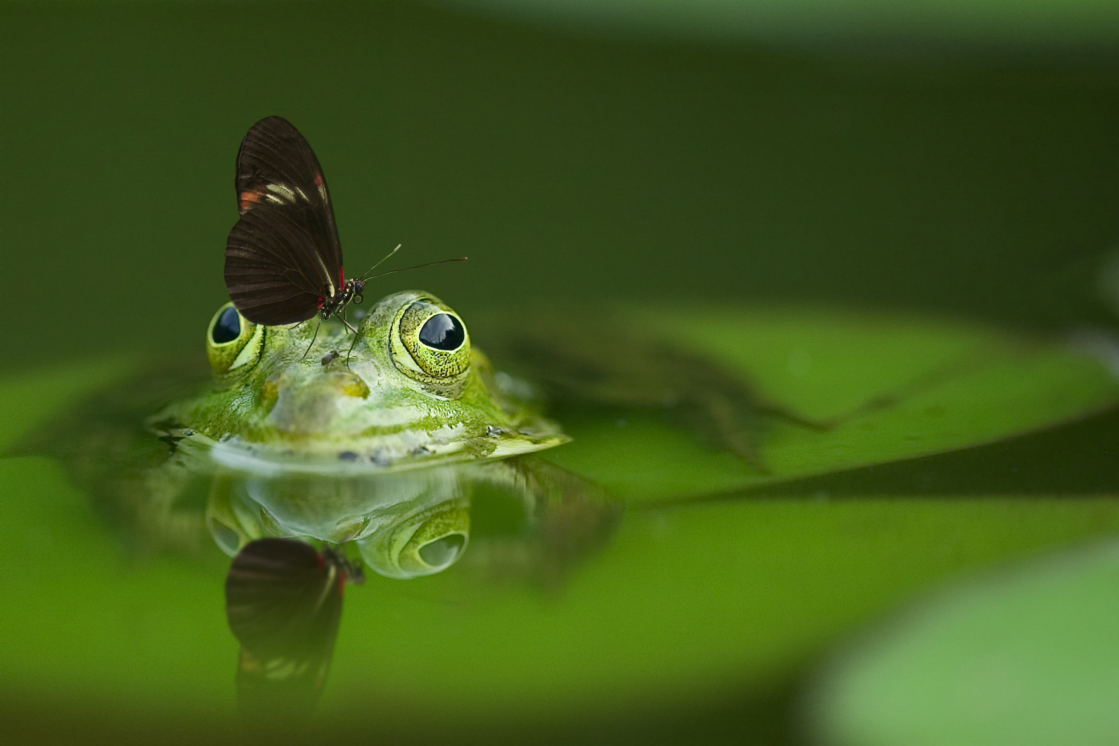 frog butterfly pond mirroring nature water 4k, HD Wallpaper