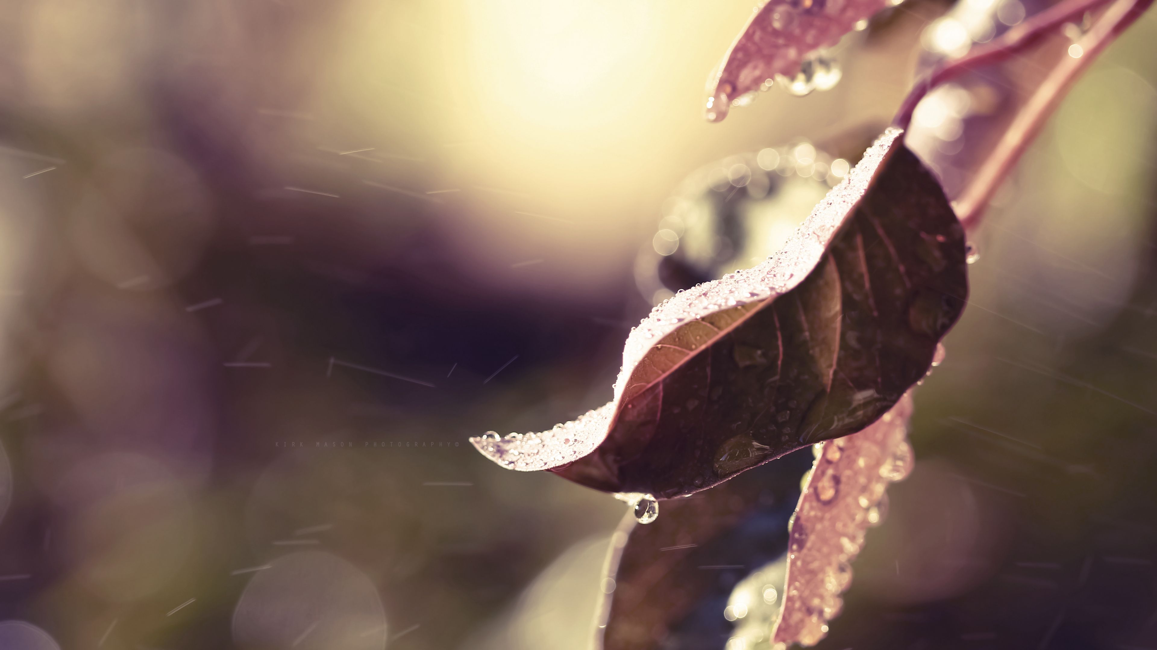 leaves, branches, frost, snow, 4k, HD Wallpaper