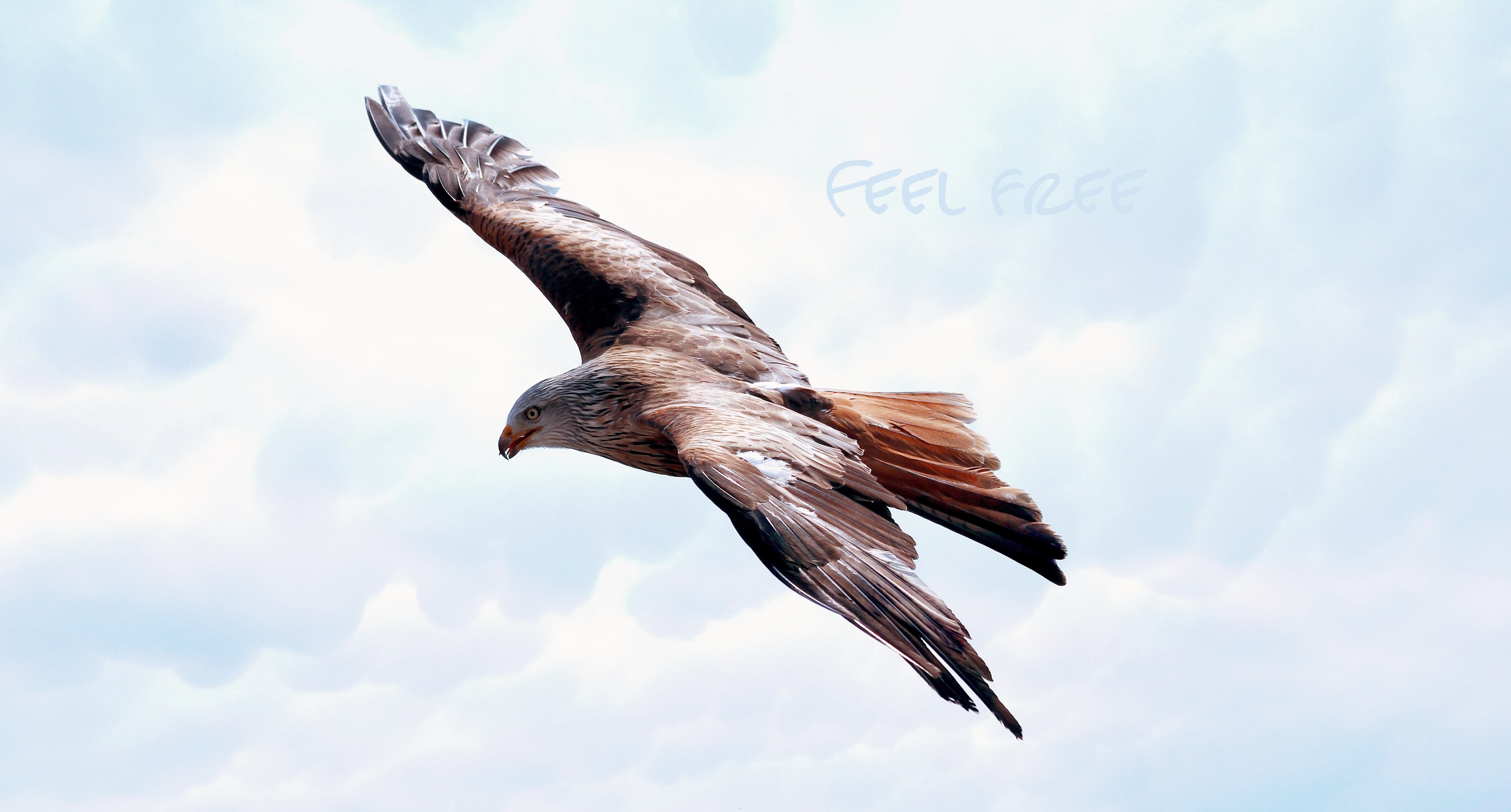 freedom adler raptor flight fly animal font 4k, HD Wallpaper
