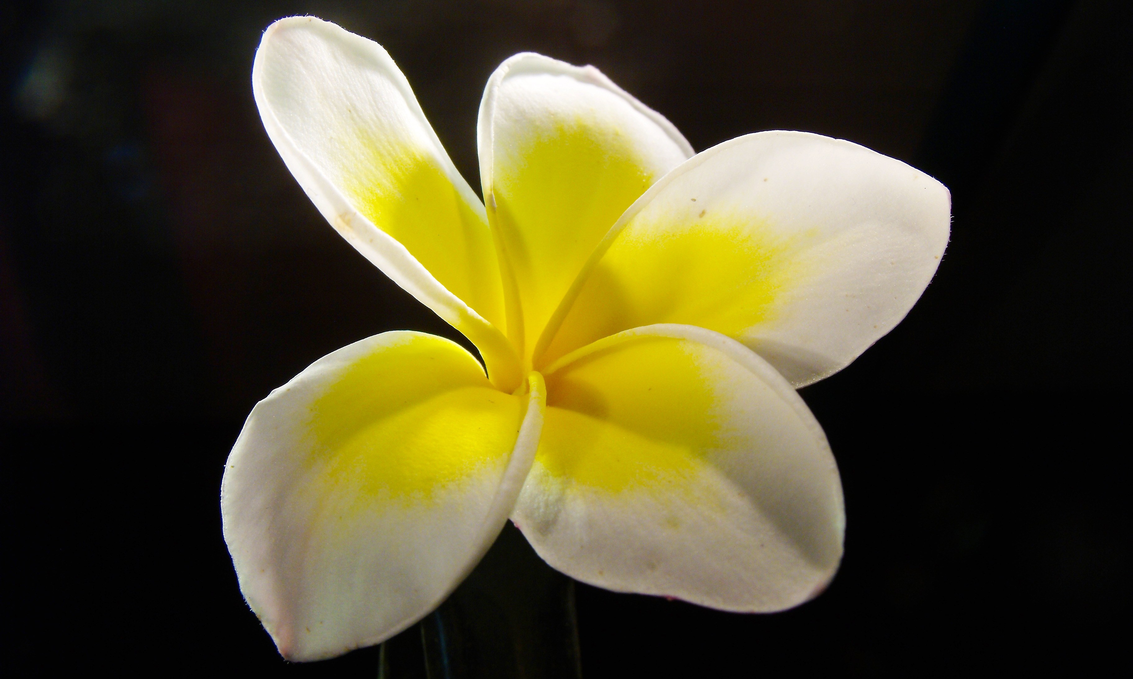 frangipani plumeria flower blossom bloom 4k, HD Wallpaper