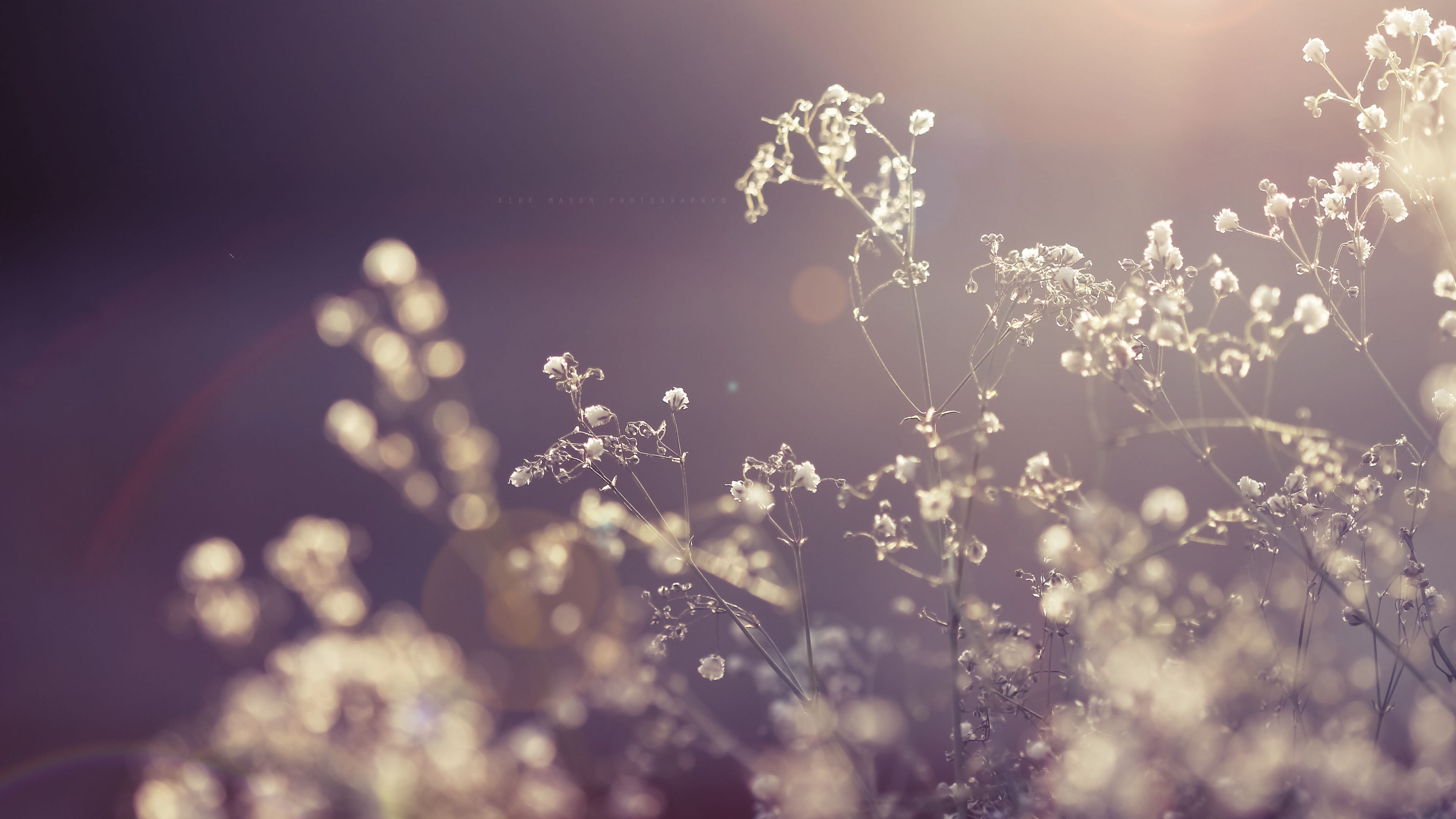 grass, branch, plants, background, 4k, HD Wallpaper
