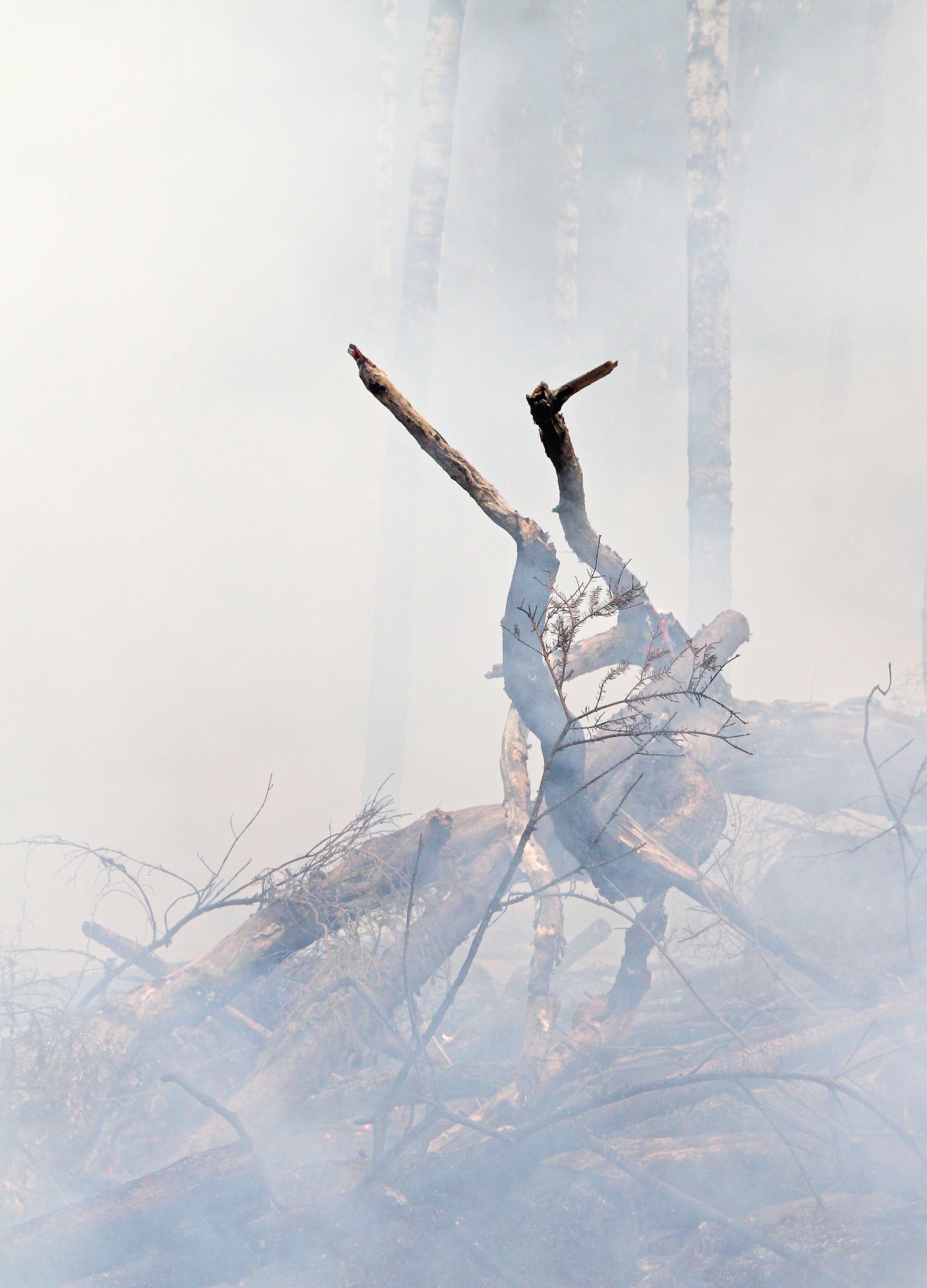 forest fire fire burning burning for conservation 4k, Phone HD Wallpaper