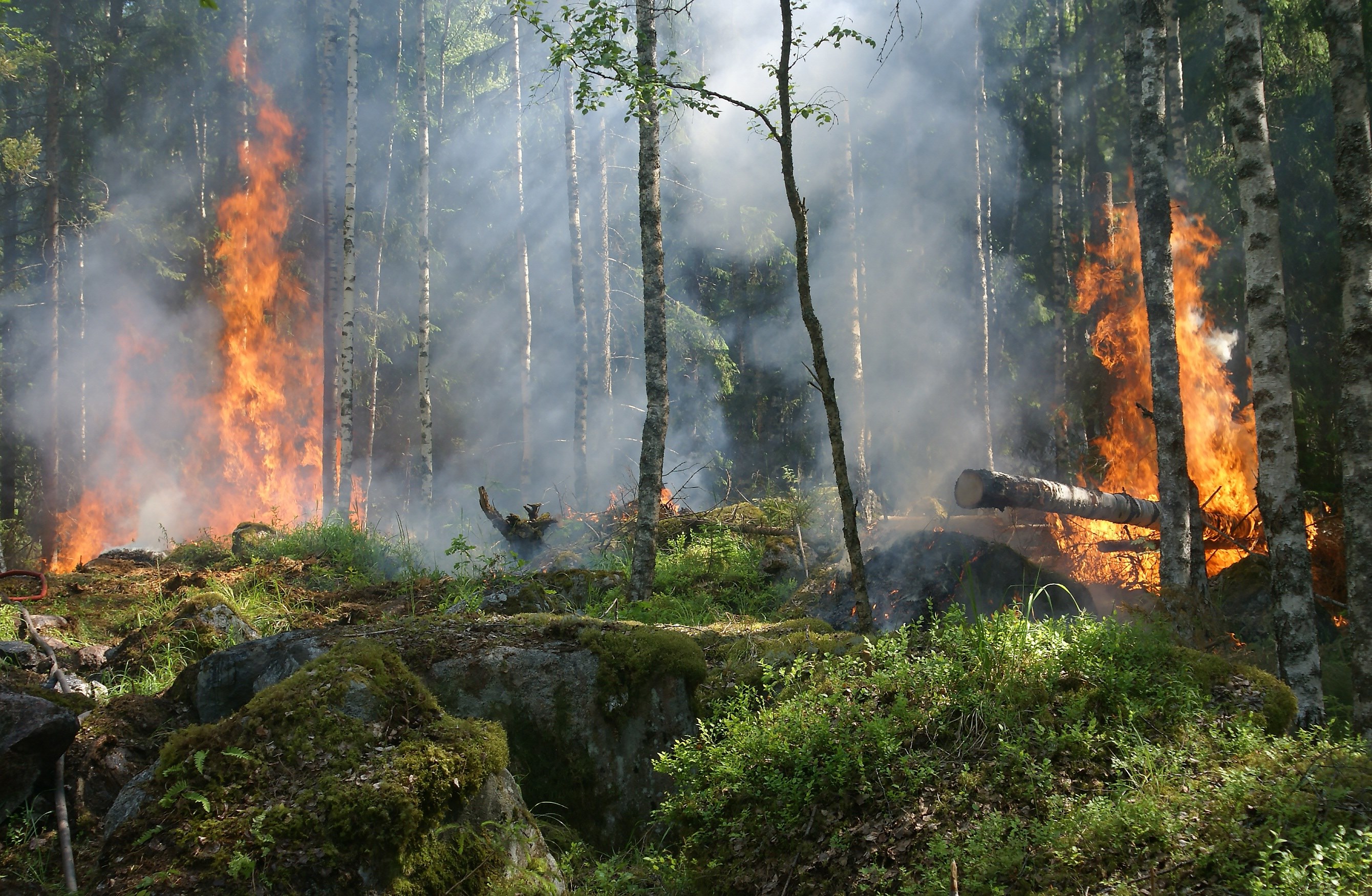 forest fire fire smoke conservation 4k, HD Wallpaper