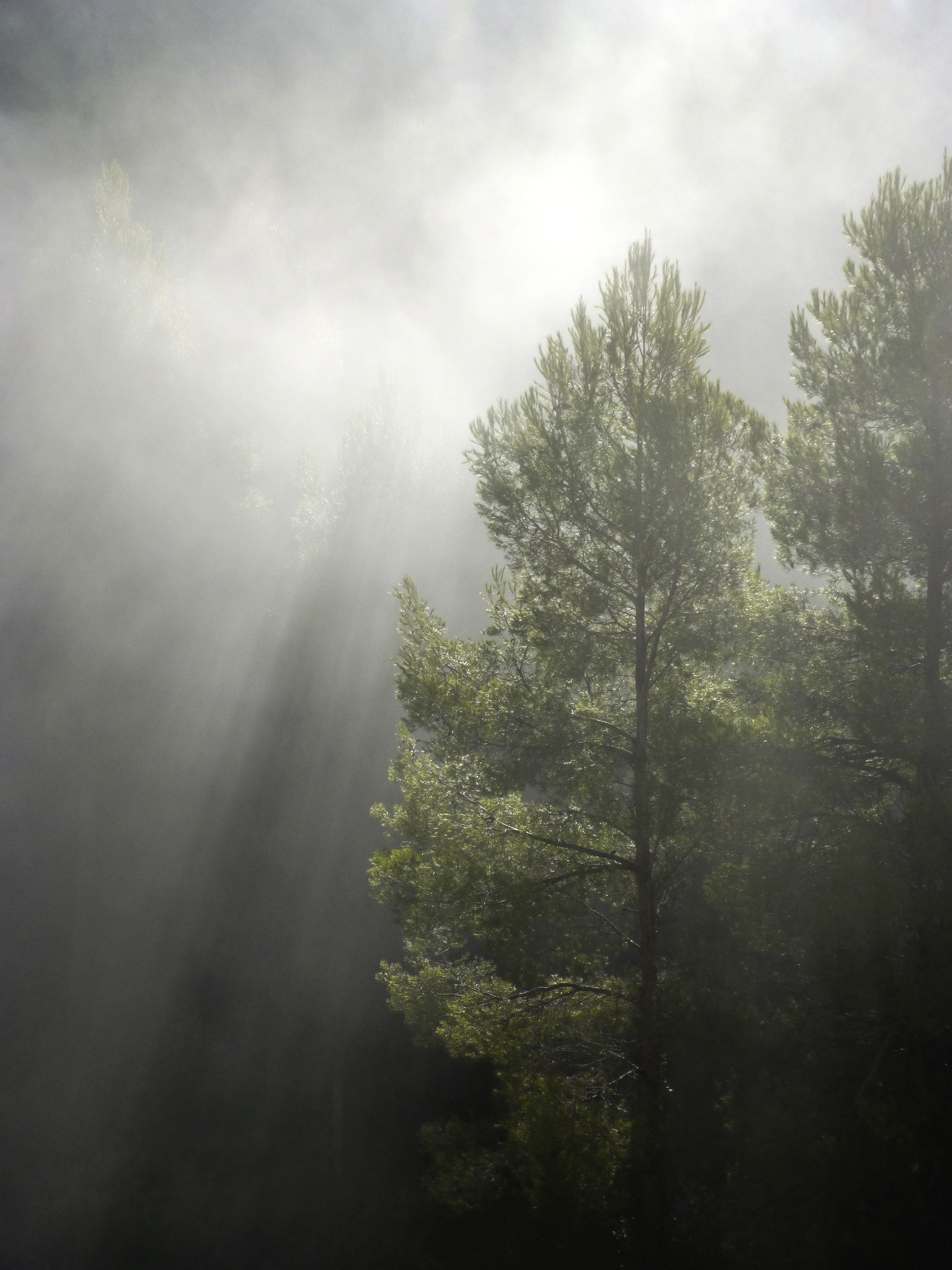 forest fog ray of sunshine chiaroscuro backlight 4k, Phone HD Wallpaper