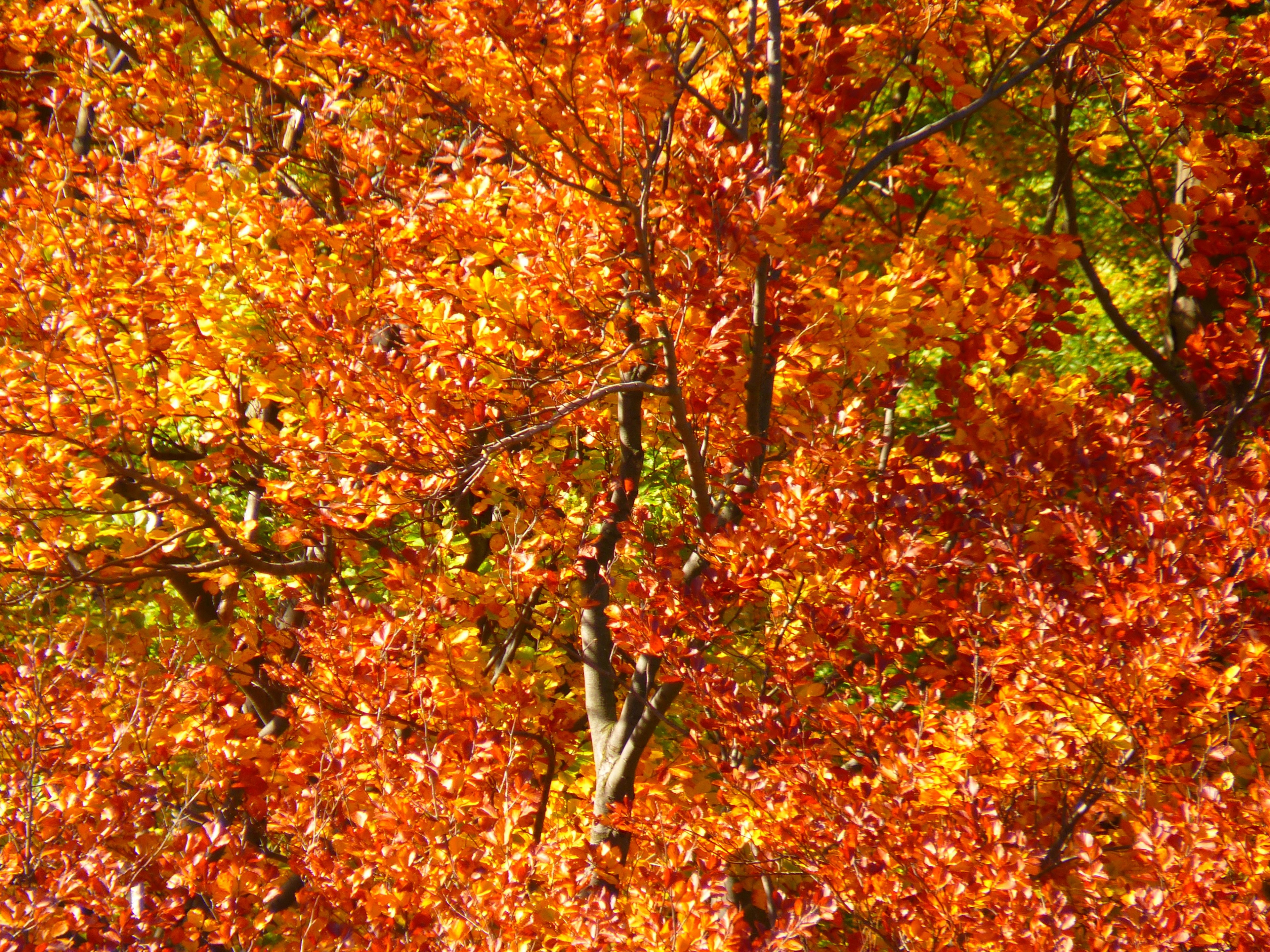 forest autumn forest colorful trees leaves autumn 4k, HD Wallpaper
