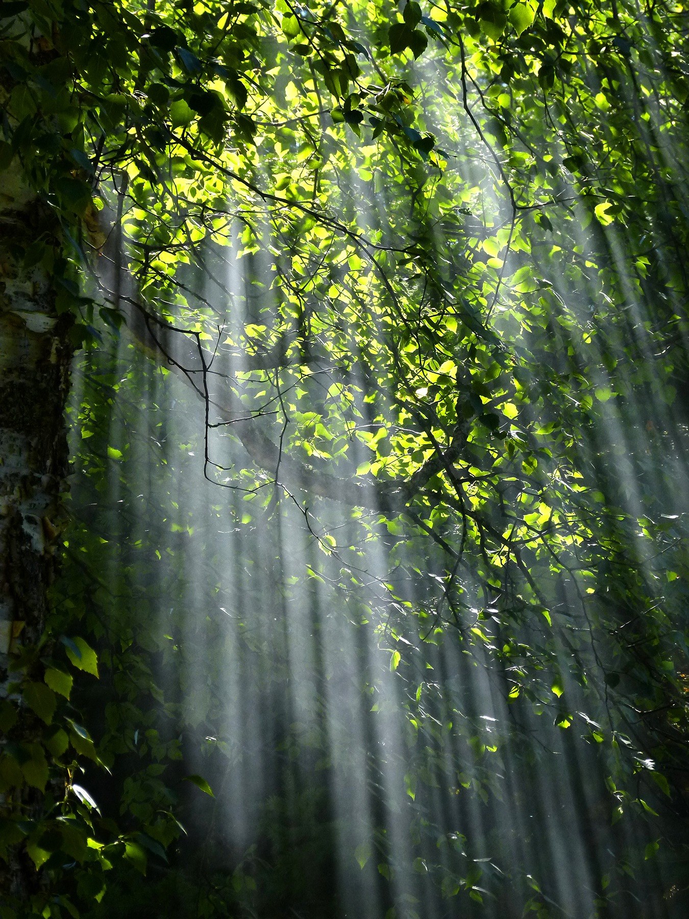 forest sunbeams trees sunlight light foliage 4k, Phone HD Wallpaper